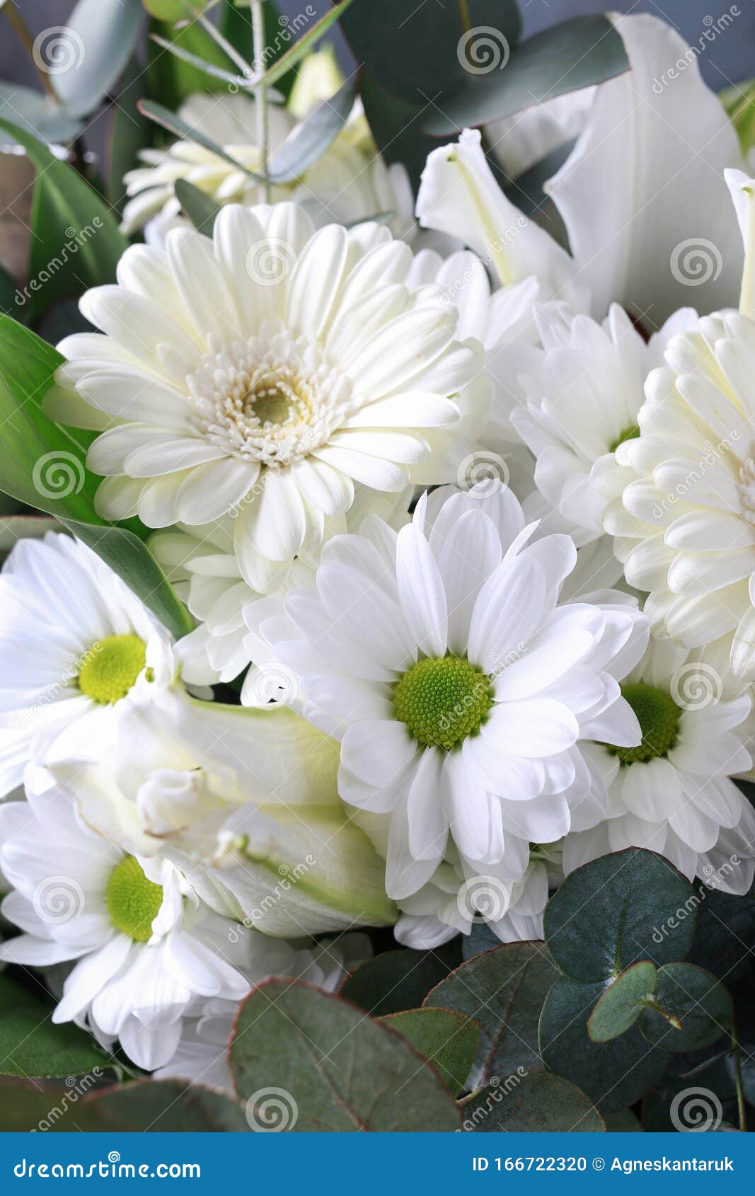 白色非洲菊 菊和百合的花背景库存照片 图片包括有编排者 圣餐 幸福 植物群 附注 详细资料