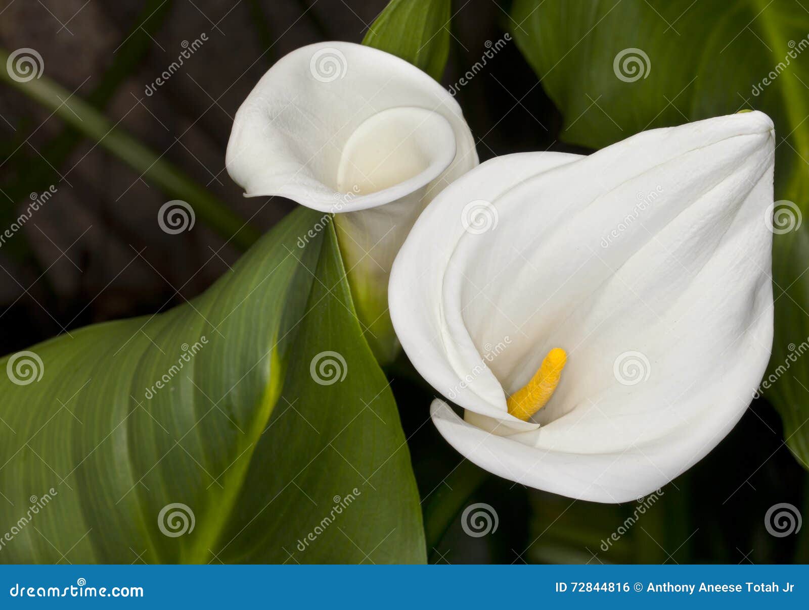 白色水芋属百合 马蹄莲aethiopica 库存照片 图片包括有