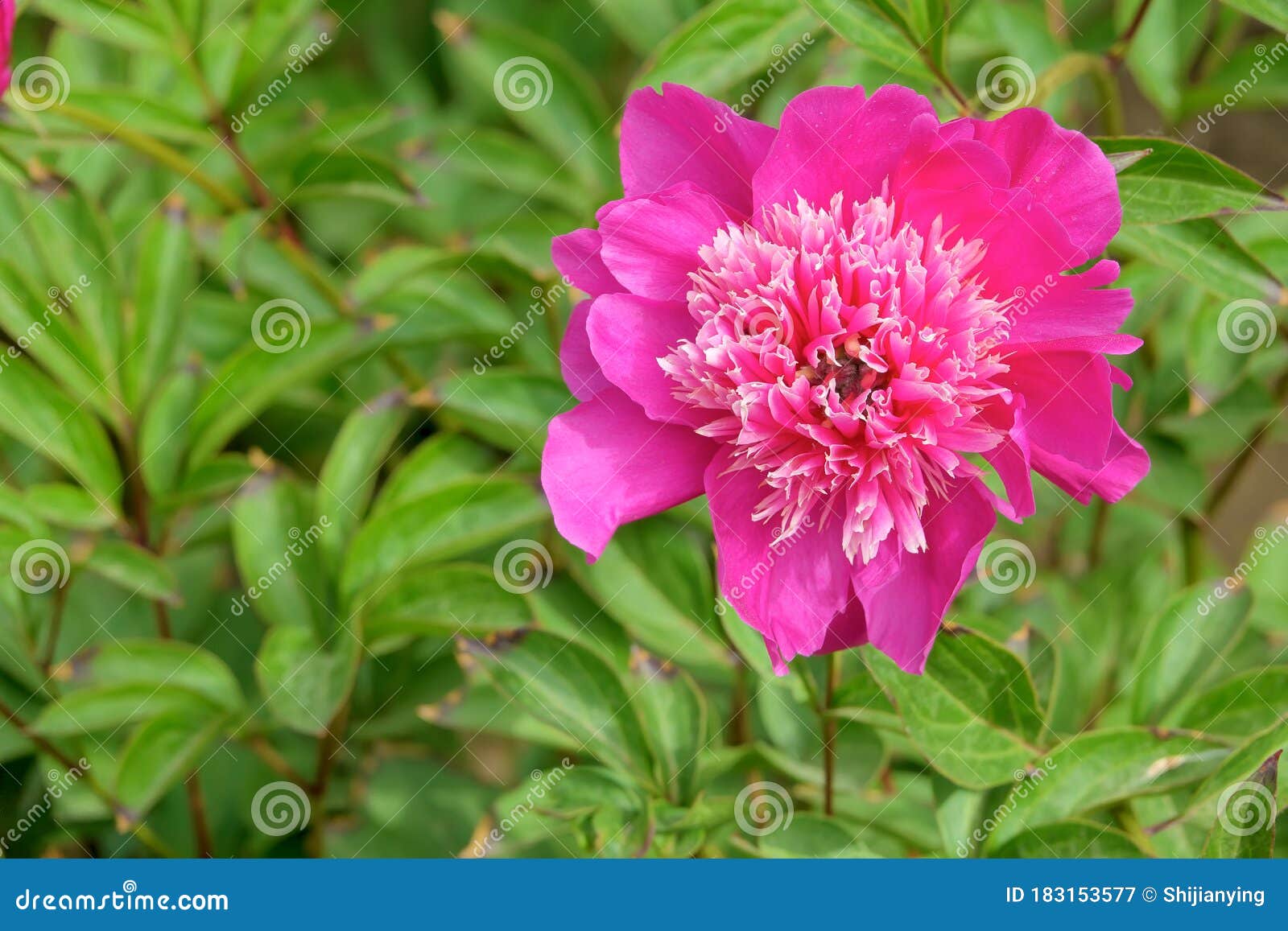 Chinese Herbaceous Peony 库存图片 图片包括有chinese Peony 183153577