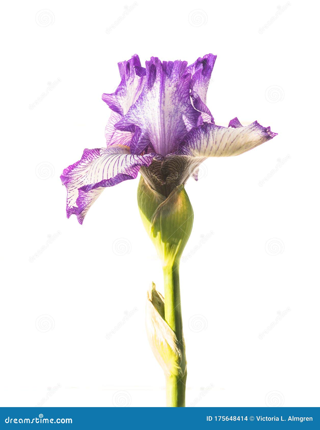 白花上的紫白大胡子鸢尾花库存照片 图片包括有开花 印象深刻 女神 礼品 希望 风扇 照亮 白花上的紫白大胡子鸢尾花库存照片 图片包括有开花 印象深刻 女神 礼品 希望 风扇 照亮