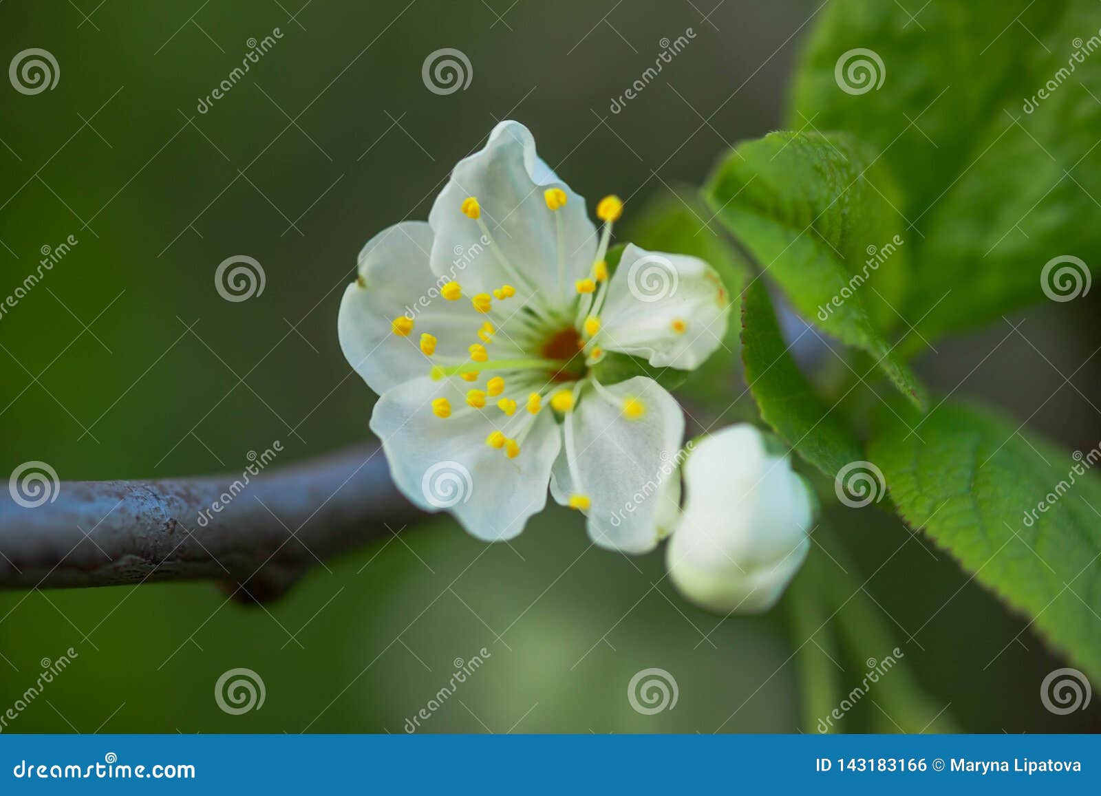 白花樱树樱花树开花乌克兰蜂蜜和药用植物开花果树库存照片 图片包括有叶子 增长 日本 花蜜