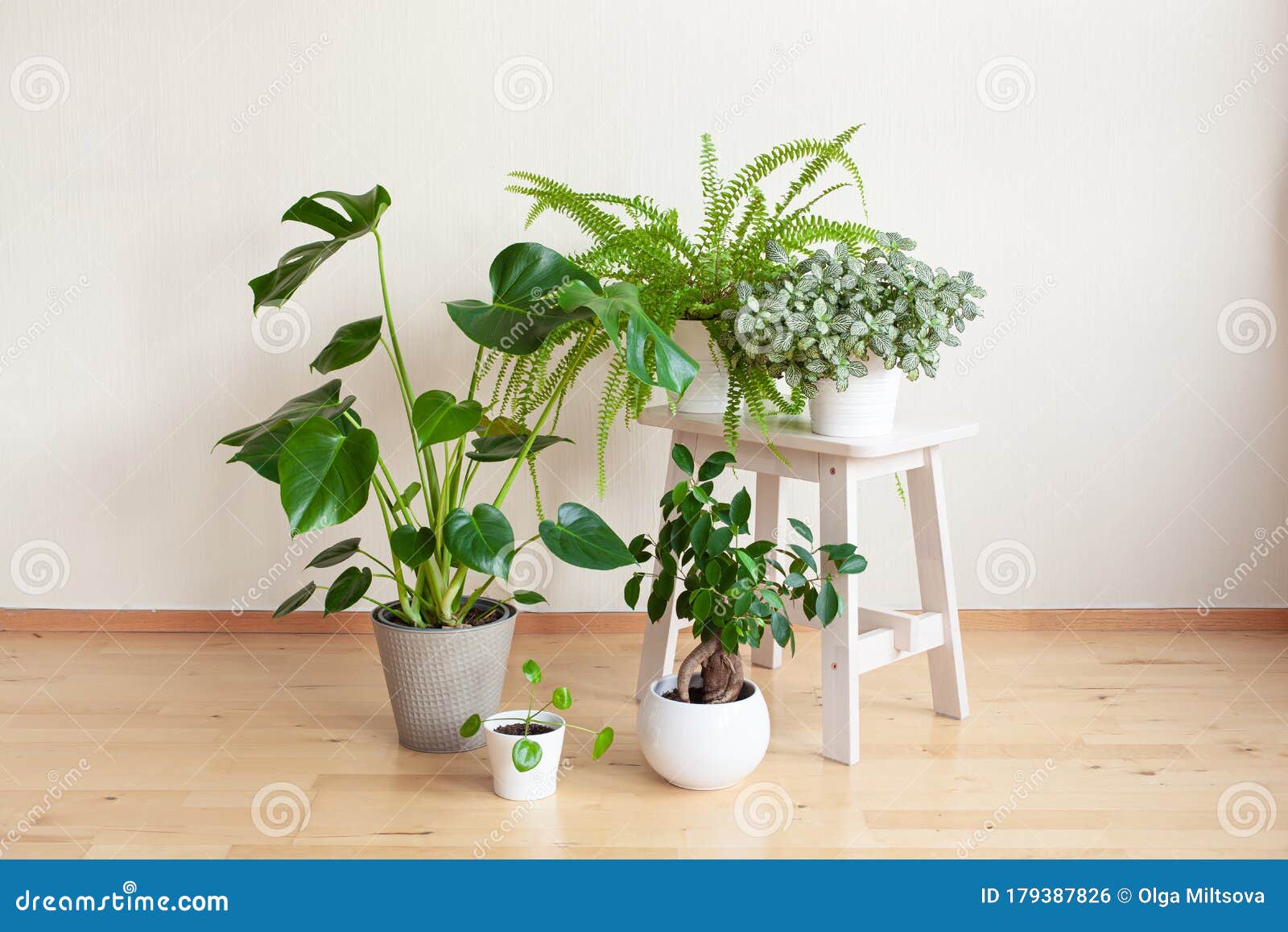 白花盆栽家植物凤尾莲 大盆莲 肾鳞片 小花榕参库存照片 图片包括有增长 植物群 现代 蕨类