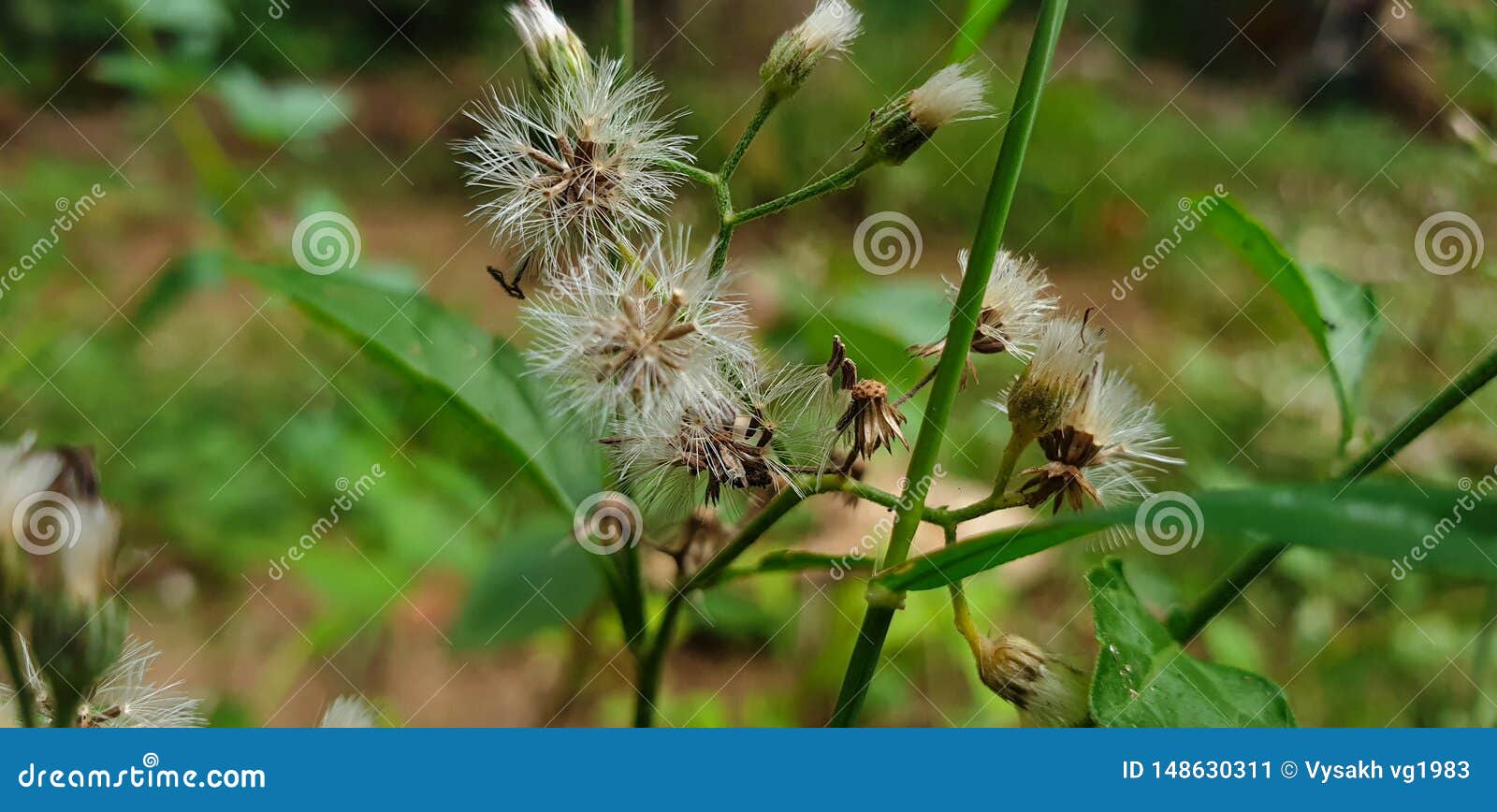 白花草库存图片 图片包括有空白 软软地 白花草库存图片 图片包括有空白 软软地