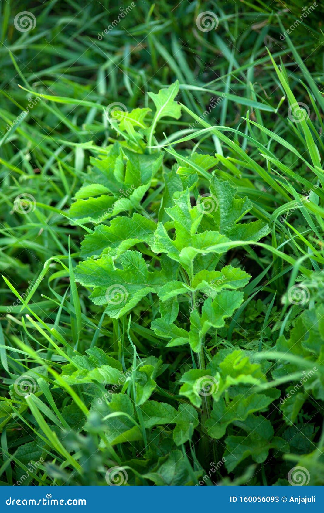 白花草库存图片 图片包括有交配动物者 下跌 母牛 欧洲防风草 生长 绿色 健康 庭院 白花草库存图片 图片包括有交配动物者 下跌 母牛 欧洲防风草 生长 绿色 健康 庭院