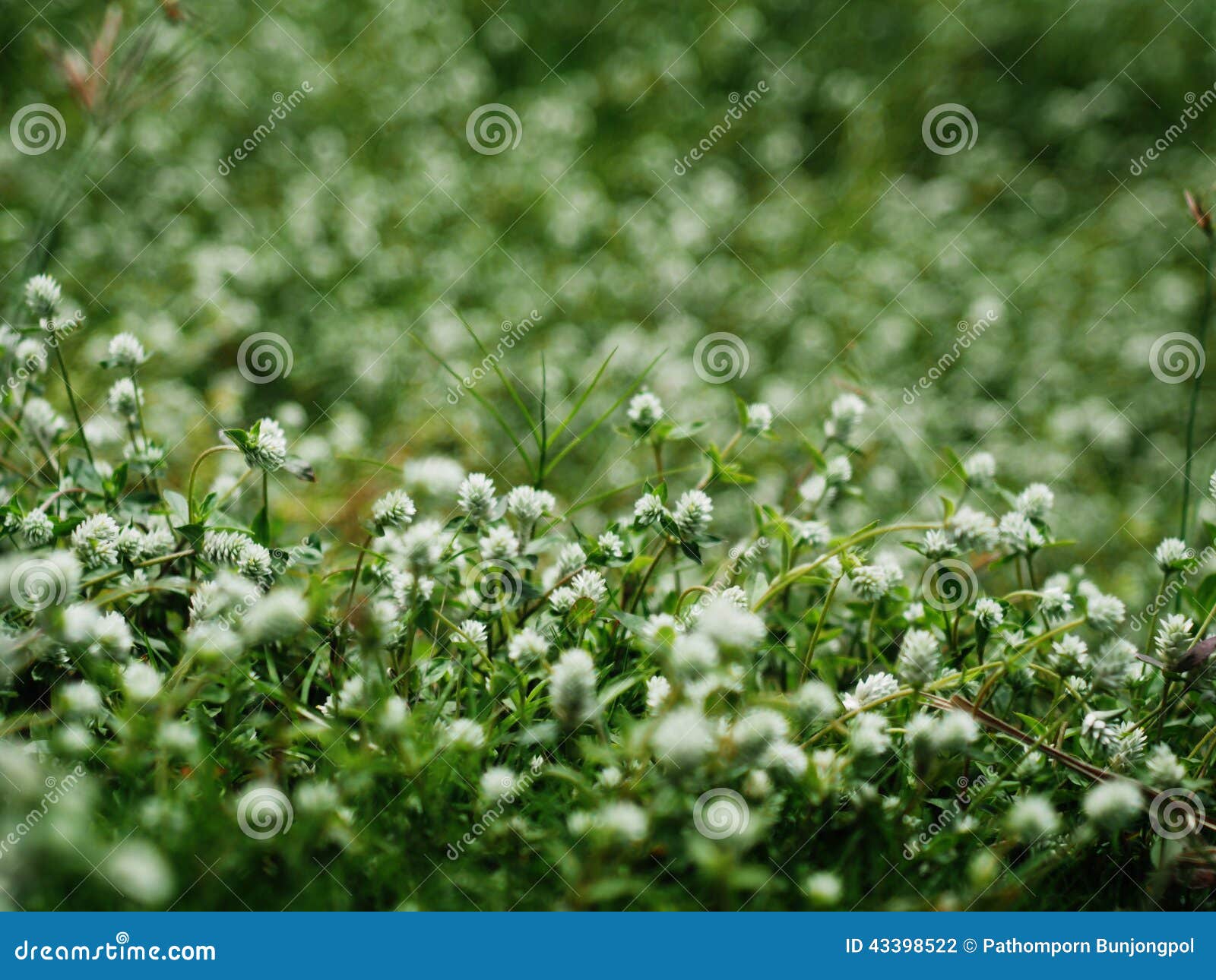 白花草库存照片 图片包括有绿色 背包 空白 庭院 墙纸 白花草库存照片 图片包括有绿色 背包 空白 庭院 墙纸