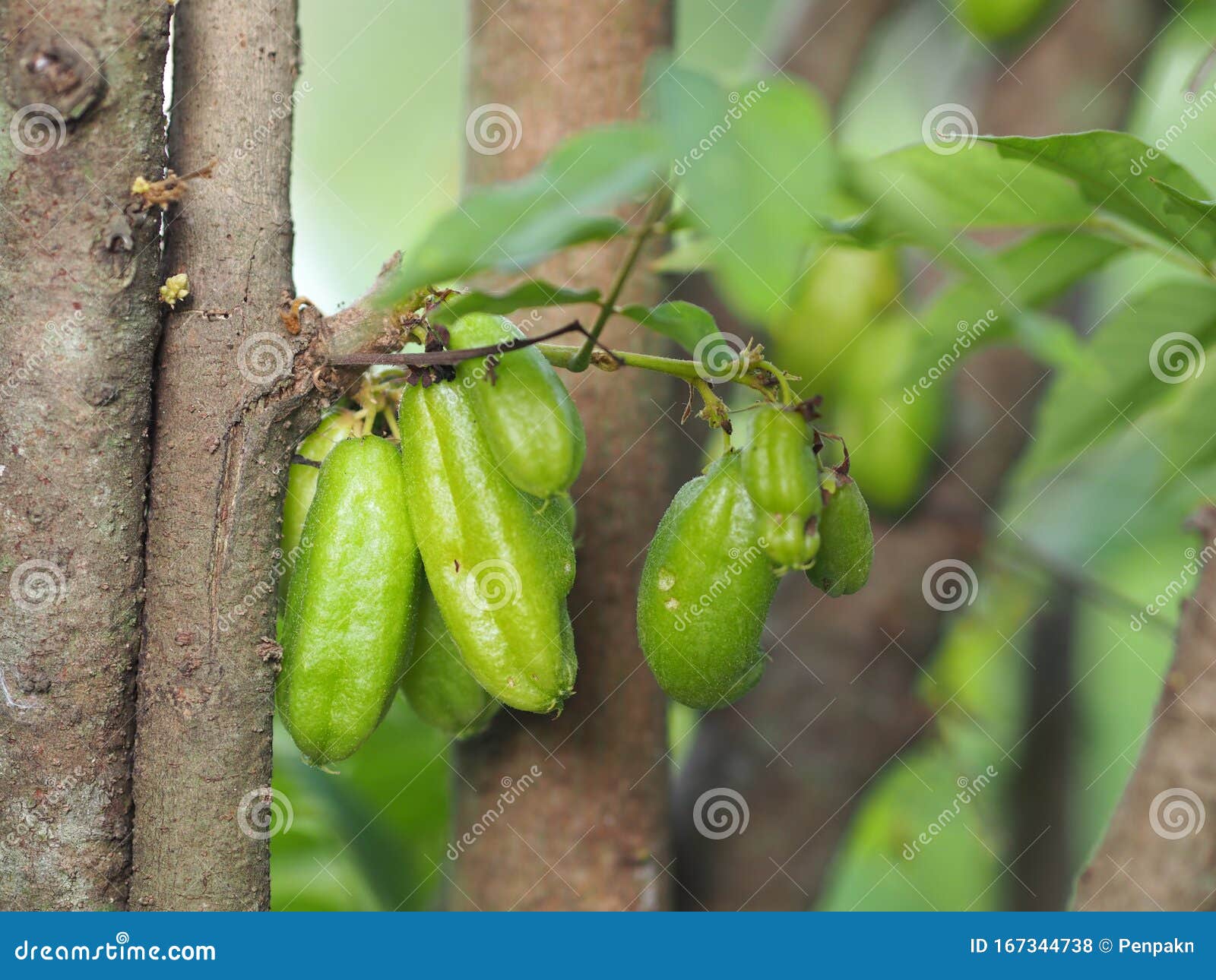 白花蛇舌草 草科 白花蛇舌草 白花蛇舌草 黄瓜绿果库存照片 图片包括有宏指令 从事园艺 纤巧 白花蛇舌草 草科 白花蛇舌草 白花蛇舌草 黄瓜绿果库存照片 图片包括有宏指令 从事园艺 纤巧