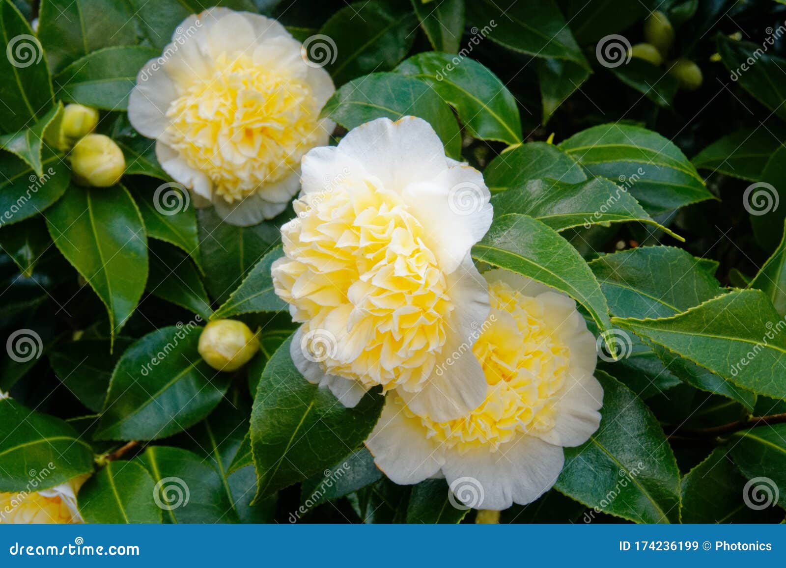 白茶花库存图片 图片包括有女衬衫 庭院 绿色 春天 开花 花卉 山茶花 英国 花瓣