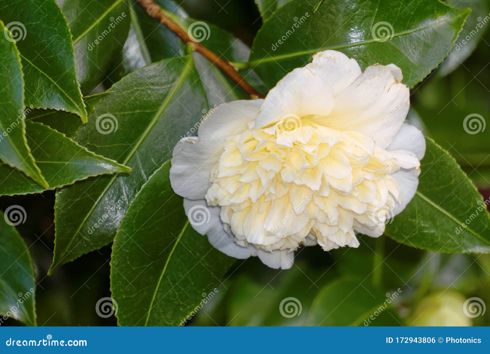 白茶花库存照片 图片包括有孤零零 英国 空白 及早 典雅 山茶花 绿色 苏克塞斯