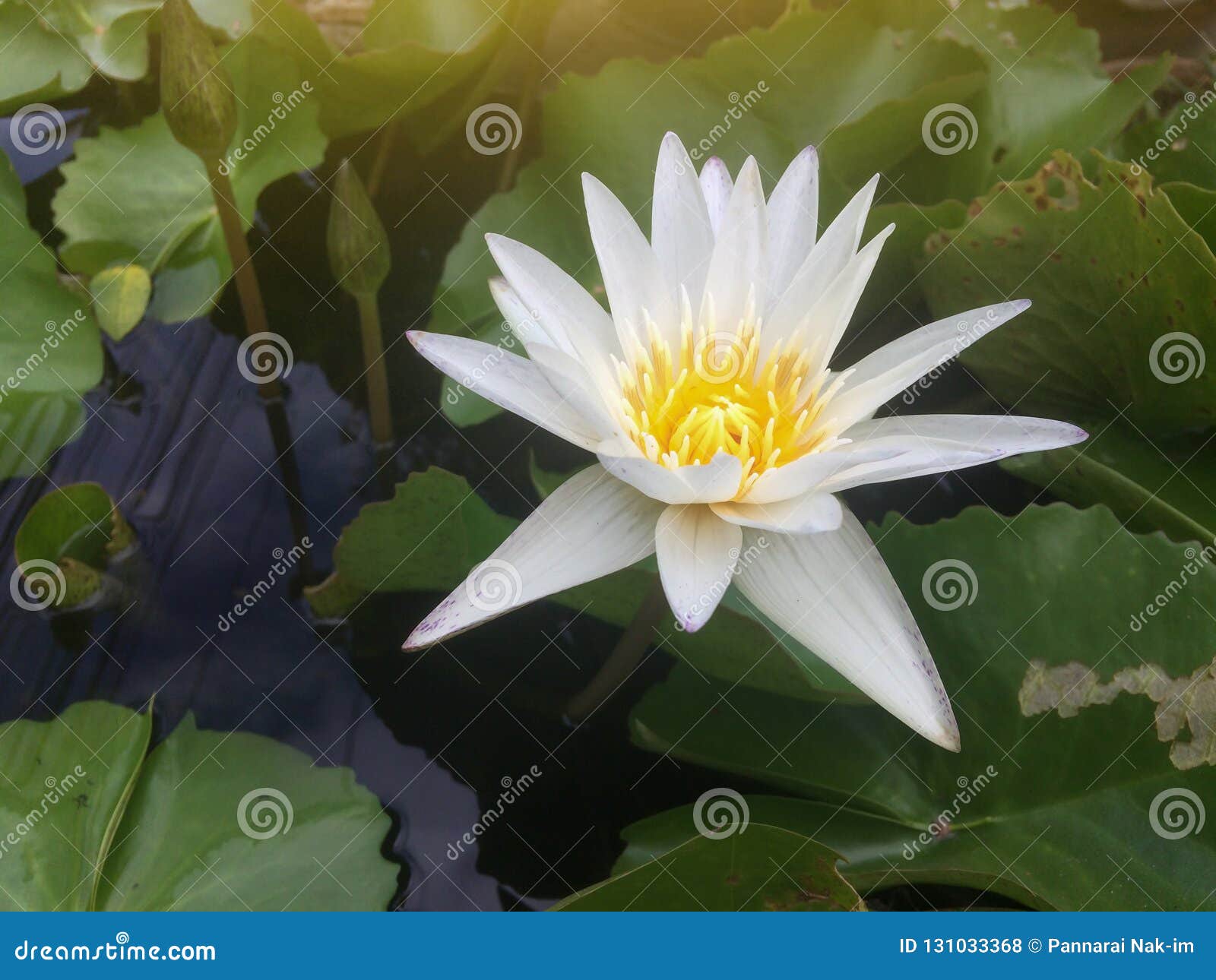 最高の白蓮花 美しい花の画像 最高の白蓮花 美しい花の画像