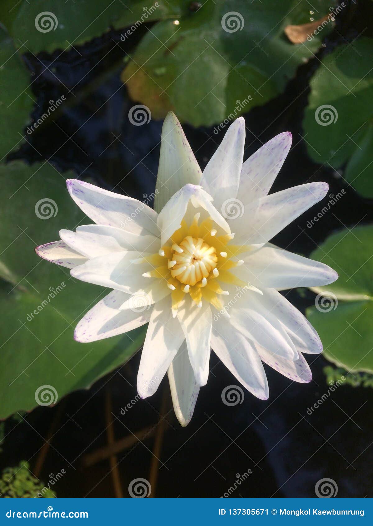 最高の白蓮花 美しい花の画像 最高の白蓮花 美しい花の画像