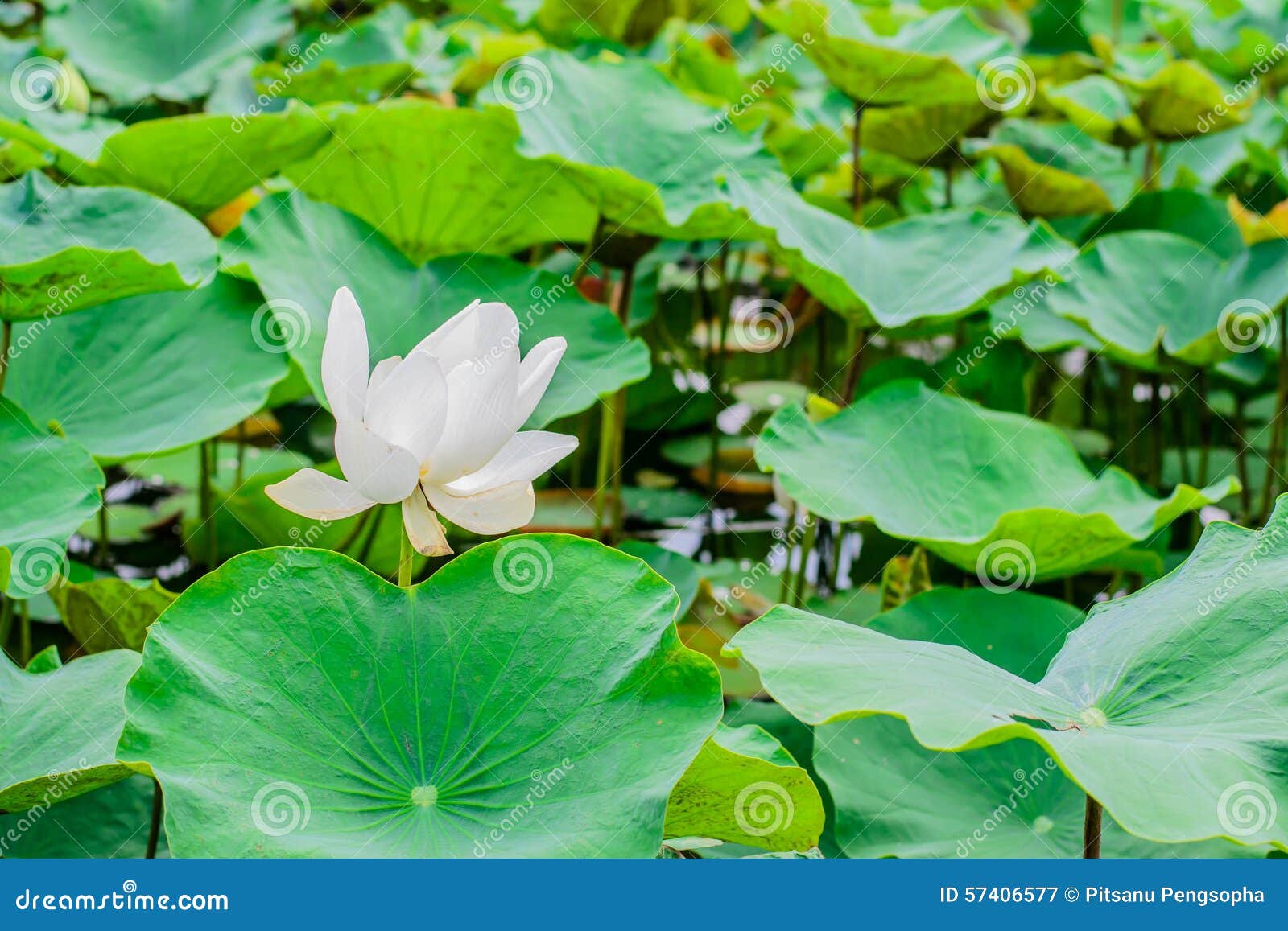 白莲教花植物库存图片 图片包括有春天 玻色子 莲花 秸秆 庭院 吊舱 植物群 开花 白莲教花植物库存图片 图片包括有春天 玻色子 莲花 秸秆 庭院 吊舱 植物群 开花
