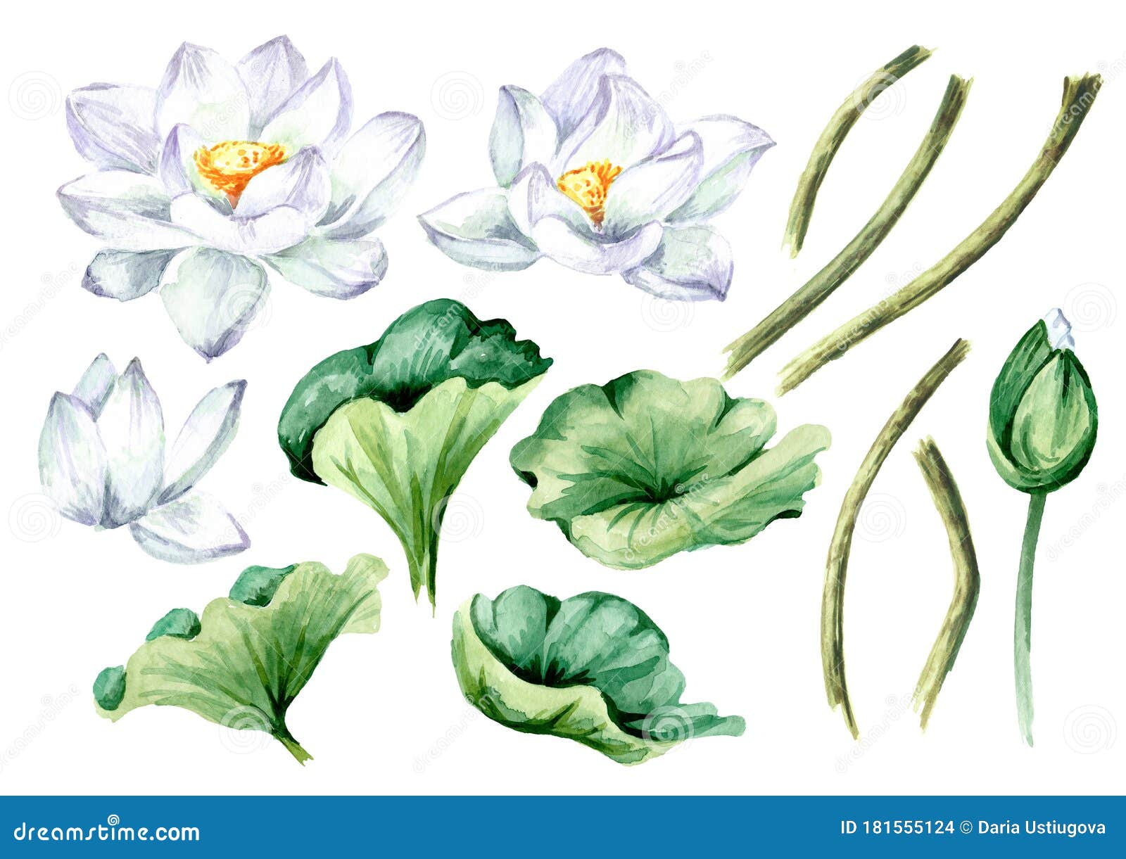 白莲花绿叶 白色背景中的手绘植物水色插图库存例证 插画包括有自然 看板卡 例证 类似 异乎寻常