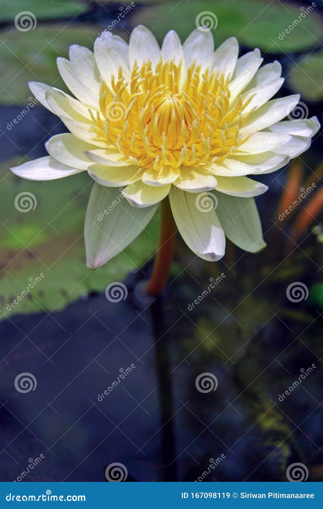 白莲花 这种颜色的莲花是菩提 代表了精神上的纯洁库存图片 图片包括有状态 空白 纯度 粉红色