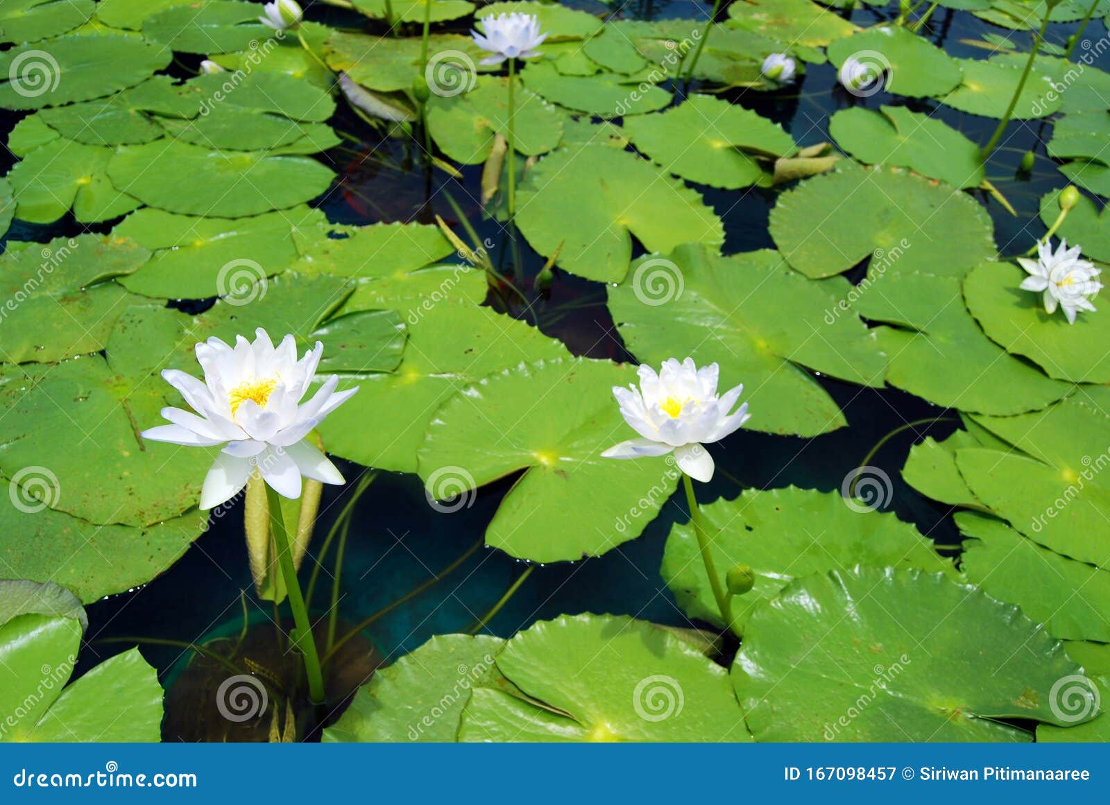 白莲花 这种颜色的莲花是菩提 代表了精神上的纯洁库存图片 图片包括有符号 表示 象征 状态