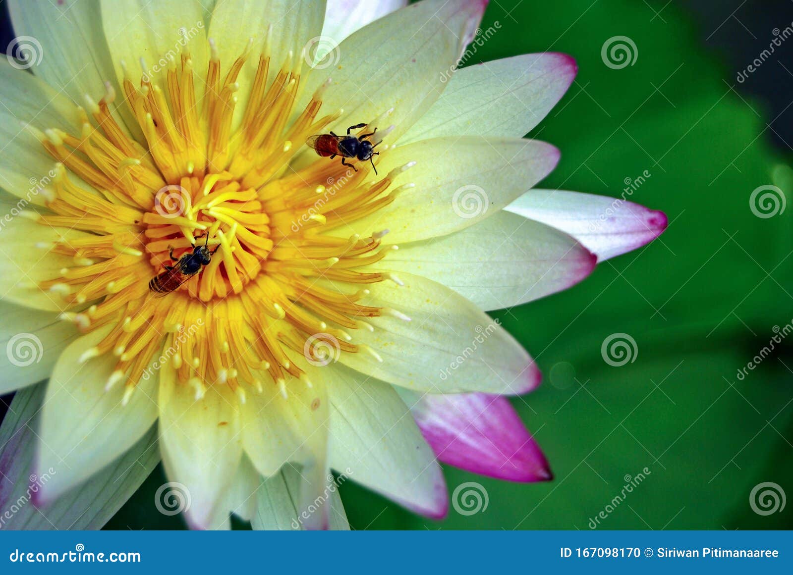 白莲花 这种颜色的莲花是菩提 代表了精神上的纯洁库存照片 图片包括有象征 粉红色 佛教 精神