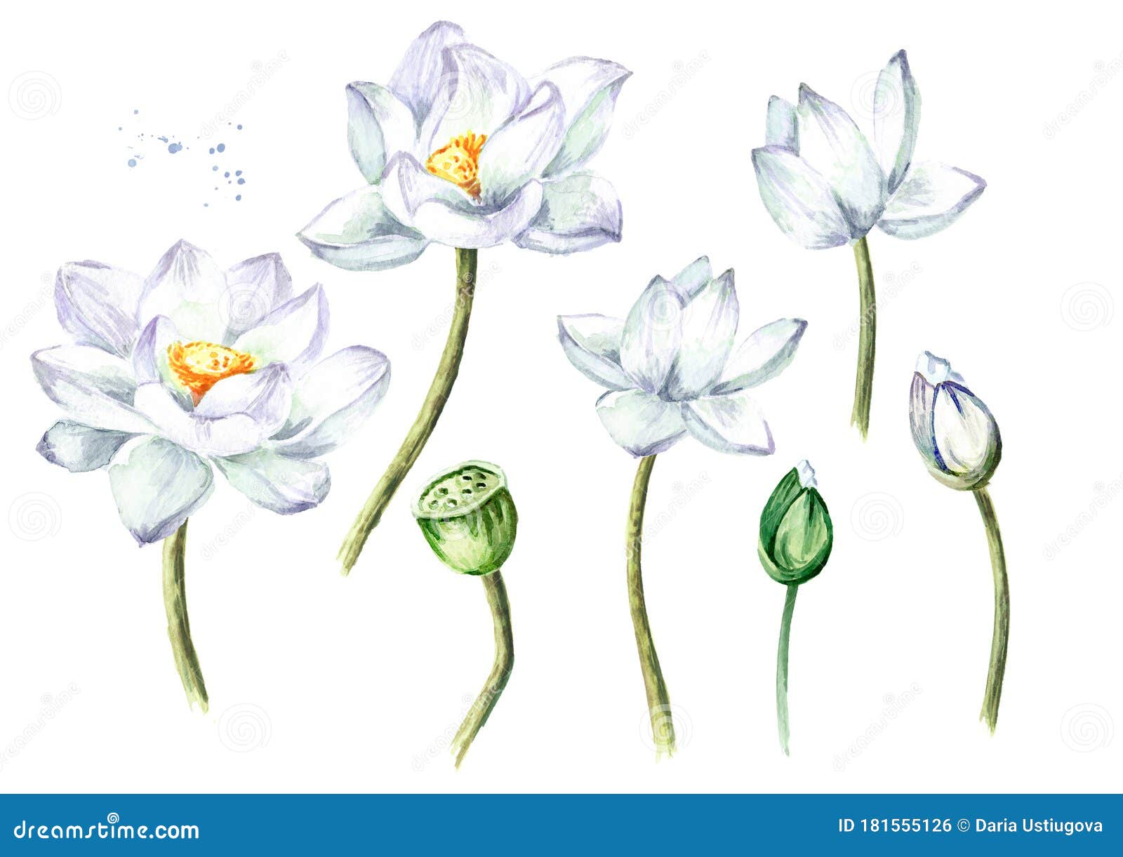 白莲花白背景中突显的手绘植物水彩图库存例证 插画包括有一堆 植物群 花束 庭院 照亮