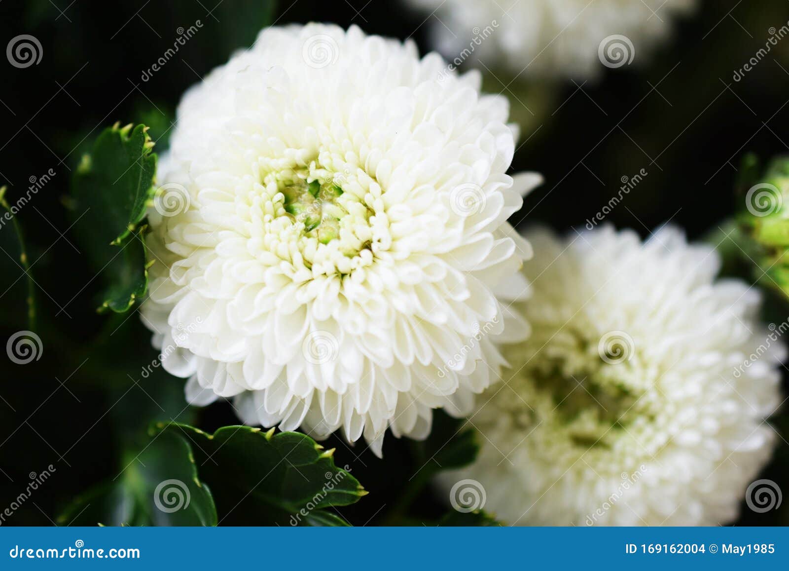 白菊花特写库存照片 图片包括有白菊花特写 白菊花特写库存照片 图片包括有白菊花特写