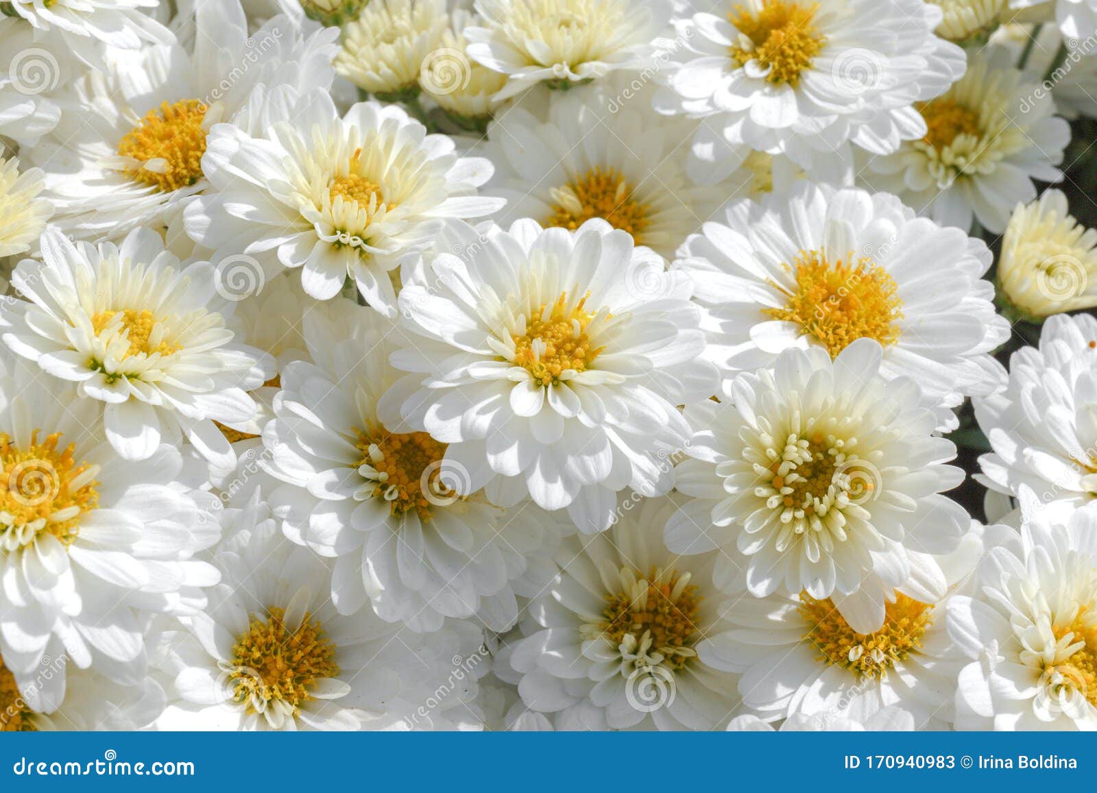 白菊花相贴库存图片 图片包括有菊花 宏指令 本质 开花的 典雅 草本 其中每一 婚姻