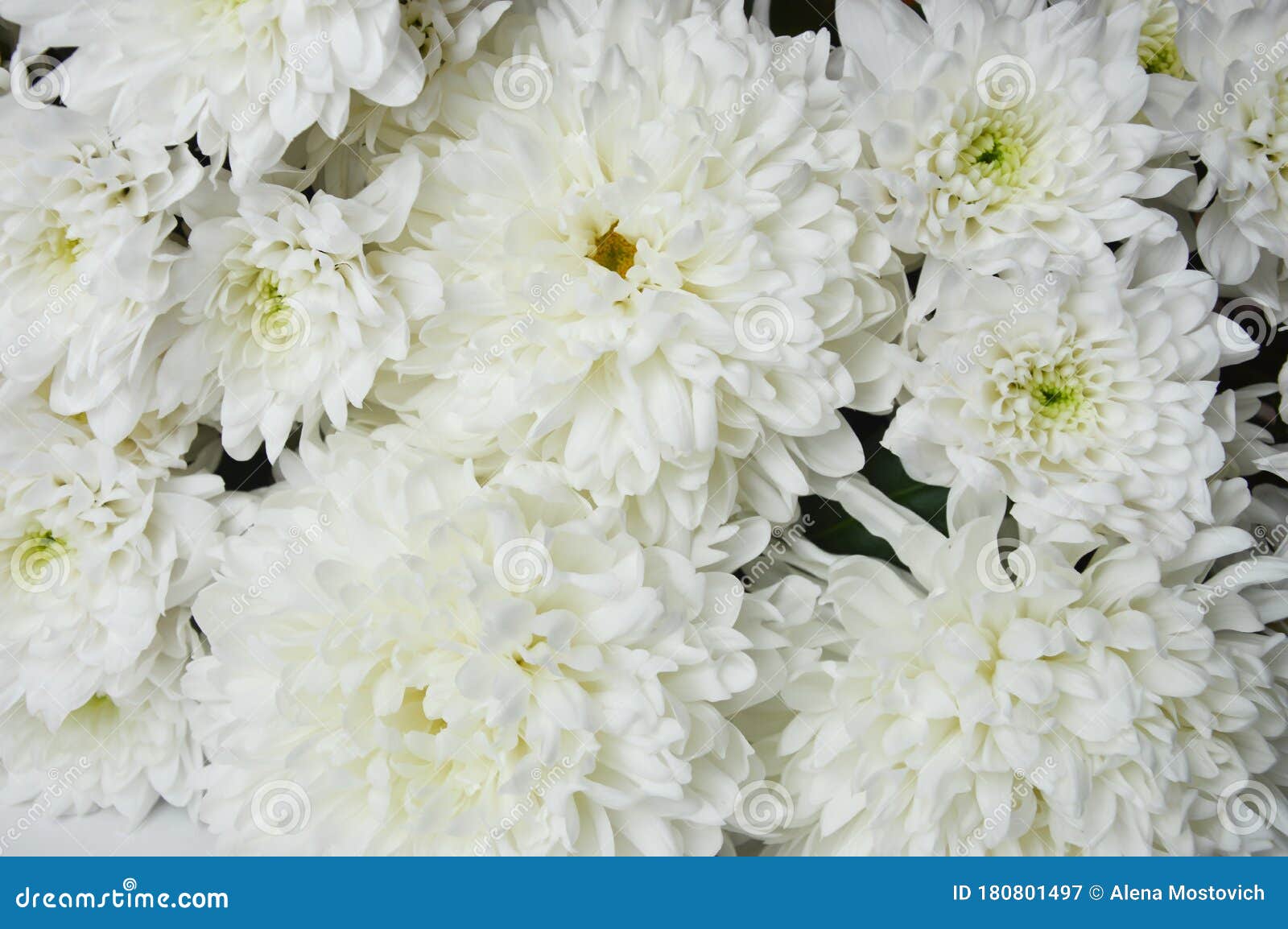 白菊美丽的白色花浪漫和温柔库存图片 图片包括有柔软 空白 招标 开花 华伦泰 装饰