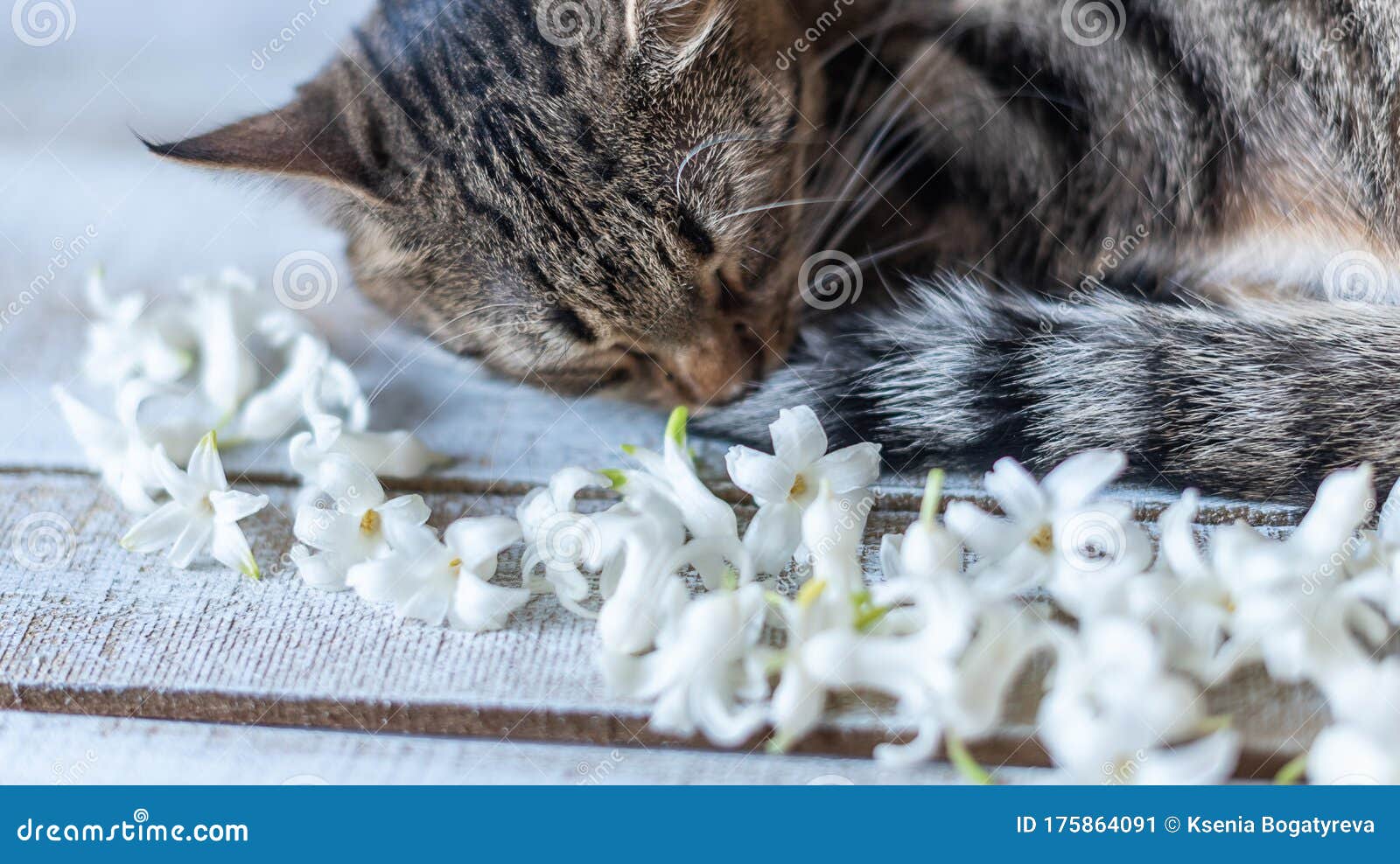 白风信子花旁木背景上一只睡猫的画像库存图片 图片包括有白风信子花旁木背景上一只睡猫的画像