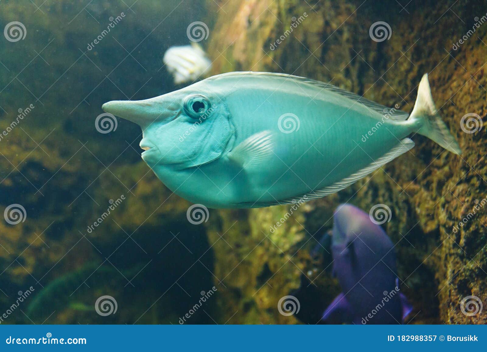 コンプリート 鰭魚 壁紙テーマ日本fhd コンプリート 鰭魚 壁紙テーマ日本fhd