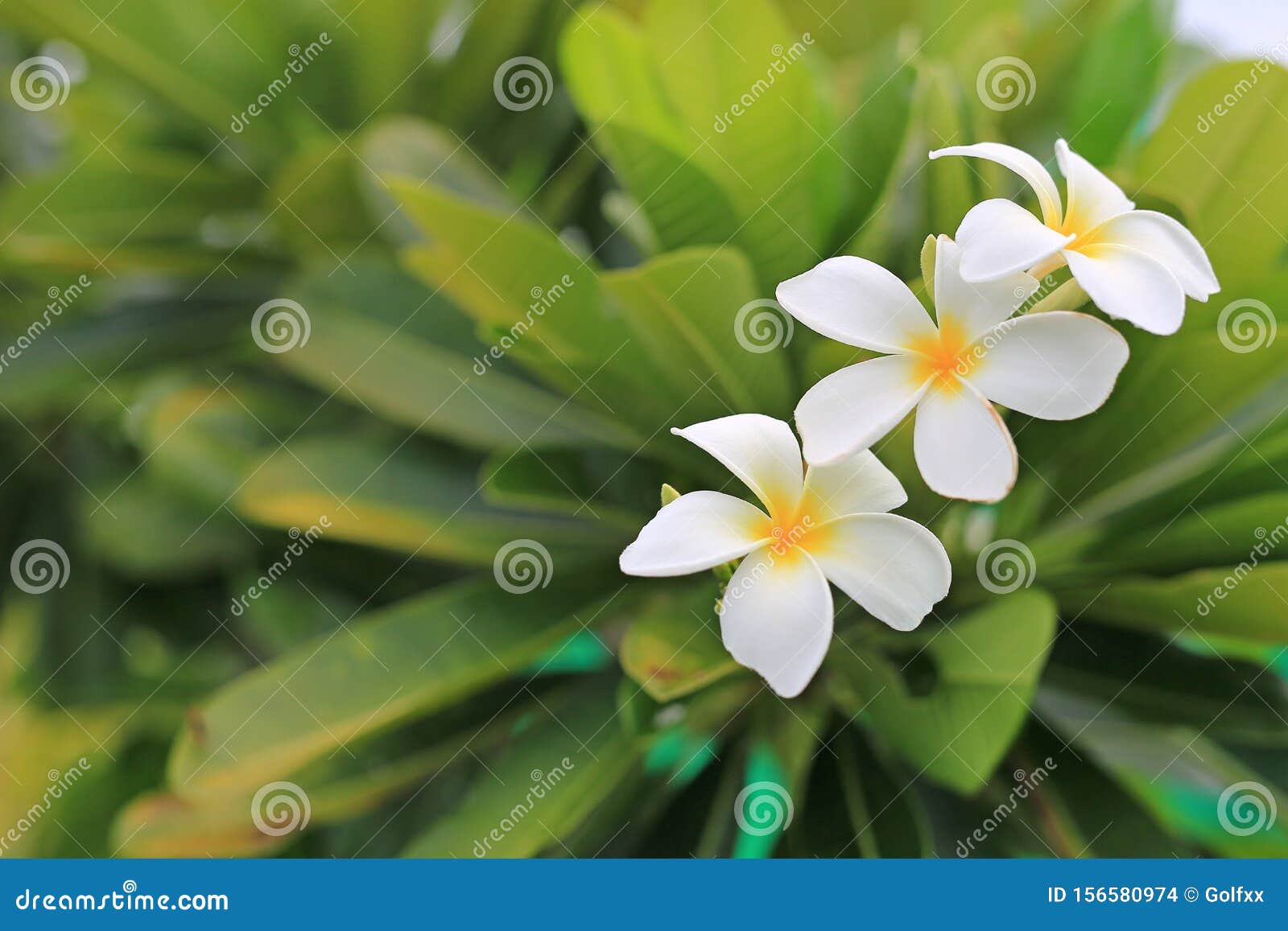 白黄色赤素馨花热带花 羽毛开花在树的温泉花库存照片 图片包括有