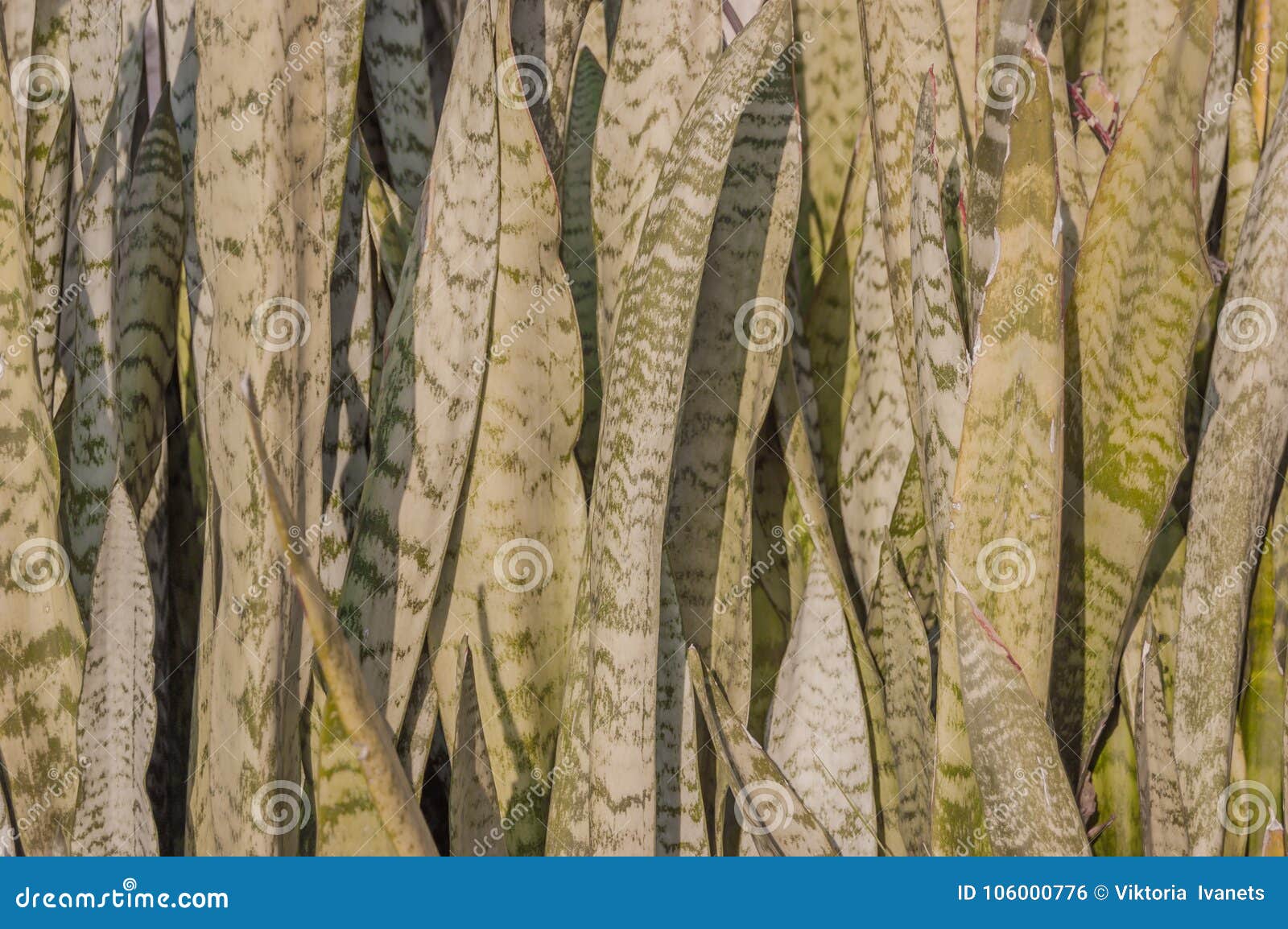 百合科植物trifasciata或者蛇蝎 S弦麻 蛇植物 婆婆 S舌头或者圣乔治 S剑 室内植物库存照片 图片包括有