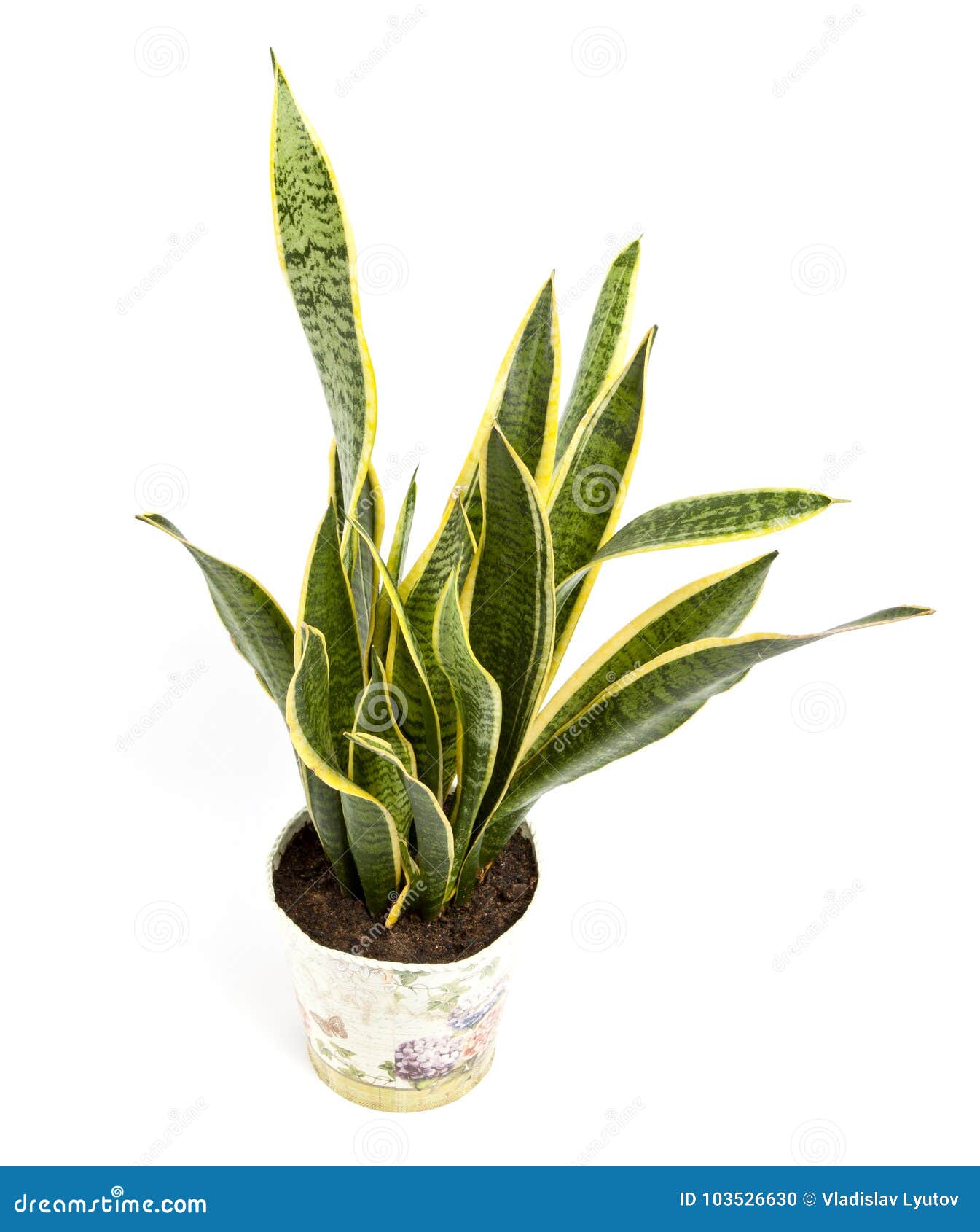 百合科植物trifasciata或蛇植物罐的在一白色backgro 库存照片 图片包括有 百合科植物trifasciata或蛇植物罐的在一白色backgro 库存照片 图片包括有