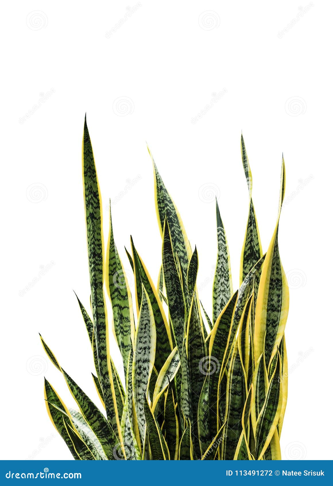 百合科植物trifasciata或蛇植物库存照片 图片包括有 百合科植物trifasciata或蛇植物库存照片 图片包括有