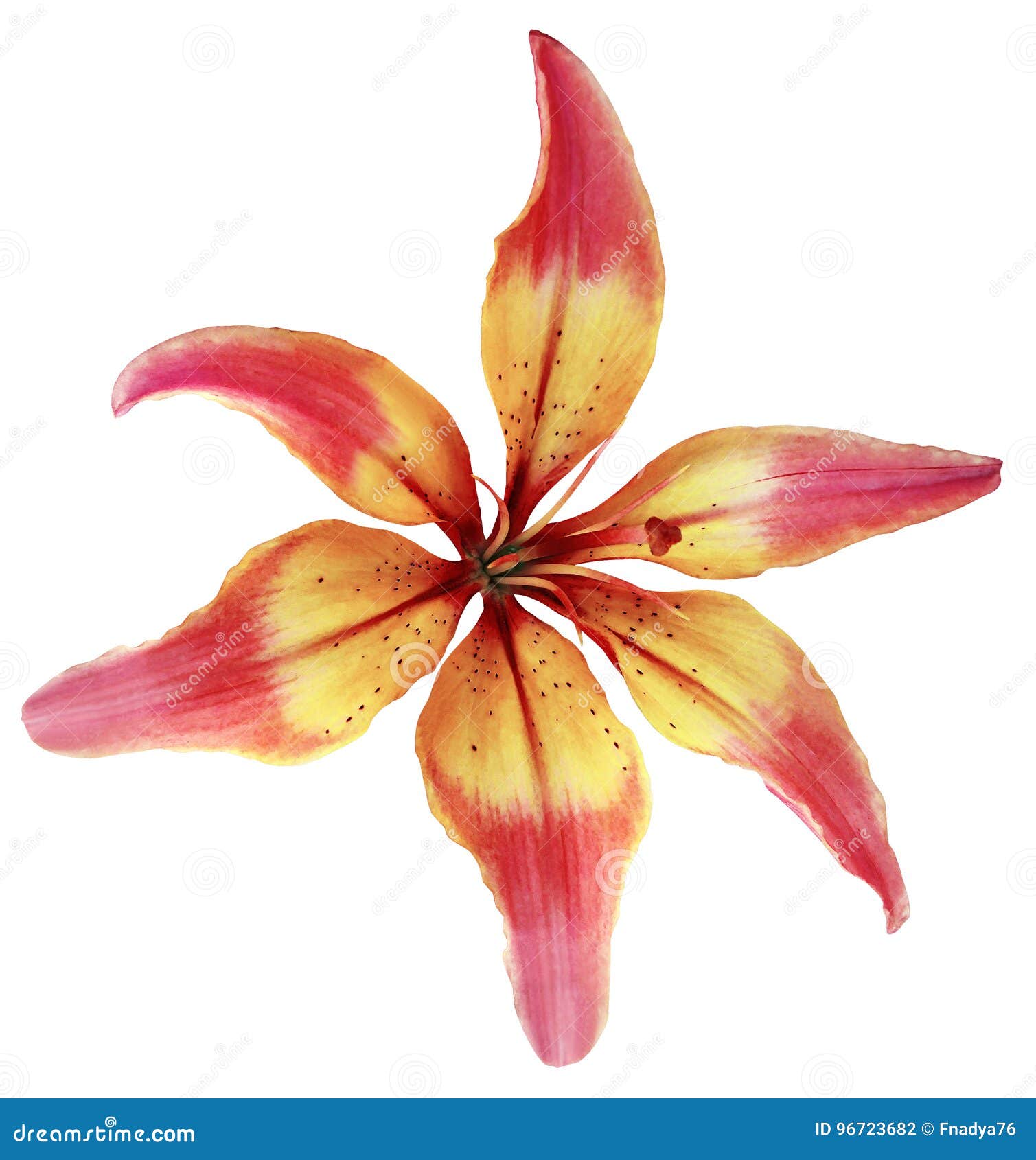 百合红黄色花与裁减路线的被隔绝的对象在白色背景设计的美丽的six Petalslily百合克洛库存照片 图片包括有杂志 花束 百合红黄色花与裁减路线的被隔绝的对象在白色背景设计的美丽的six Petalslily百合克洛库存照片 图片包括有杂志 花束