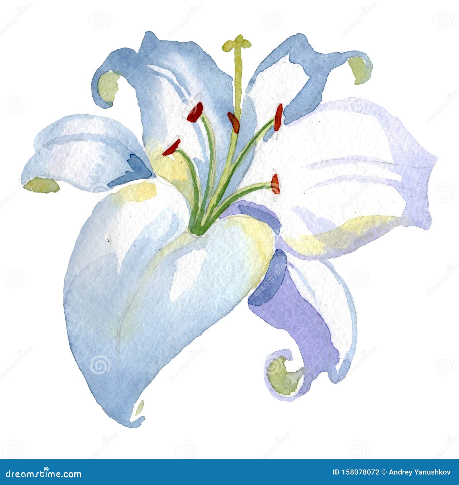 百合花植物花水彩背景插图集分离的百合插图元件库存例证 插画包括有 百合花植物花水彩背景插图集分离的百合插图元件库存例证 插画包括有