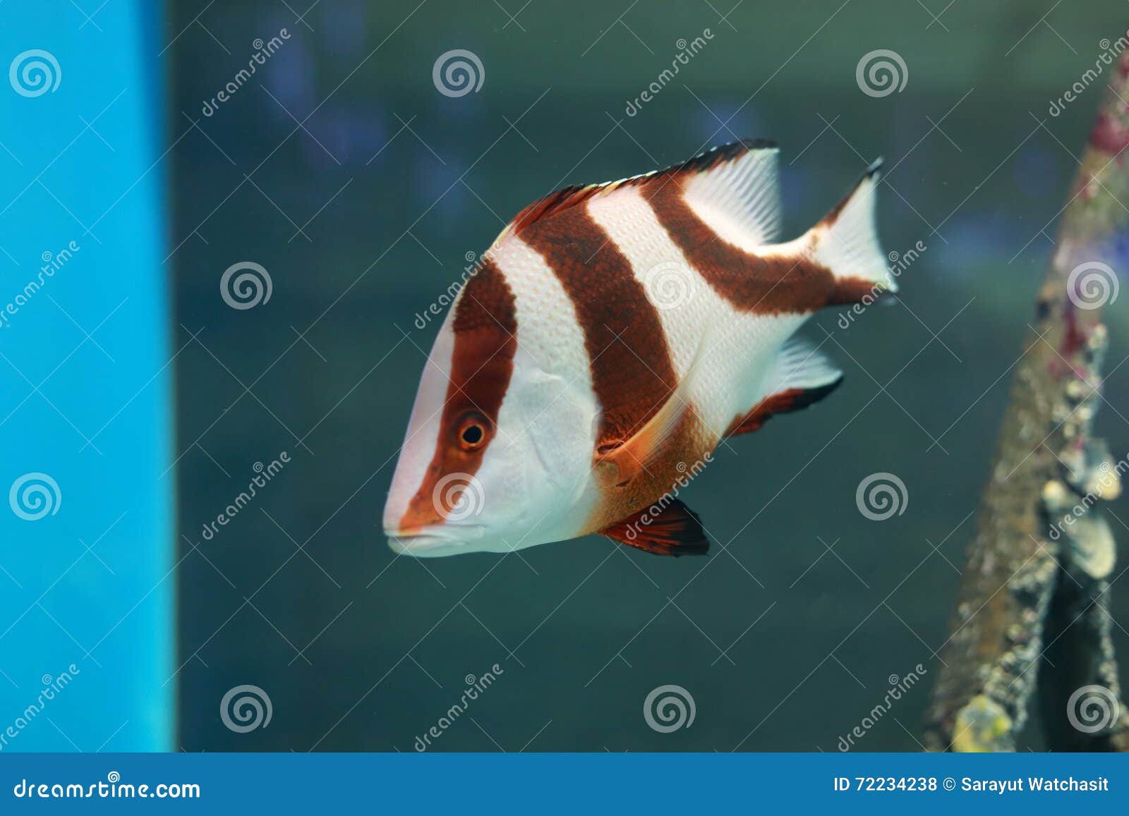 皇帝红鲷鱼鱼库存照片 图片包括有礁石 居民 红色 热带 极大 珊瑚 石斑鱼 敌意 澳洲