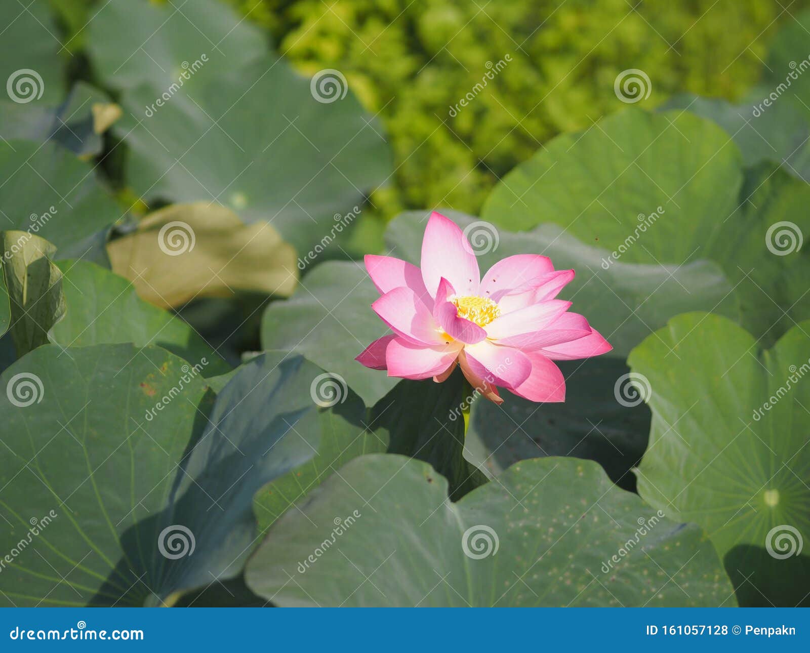 盆栽 印度 圣莲 印度豆 莲子 莲科 莲科名花池大花椭圆芽粉色锥头库存照片 图片包括有开花 名字 盆栽 印度 圣莲 印度豆 莲子 莲科 莲科名花池大花椭圆芽粉色锥头库存照片 图片包括有开花 名字