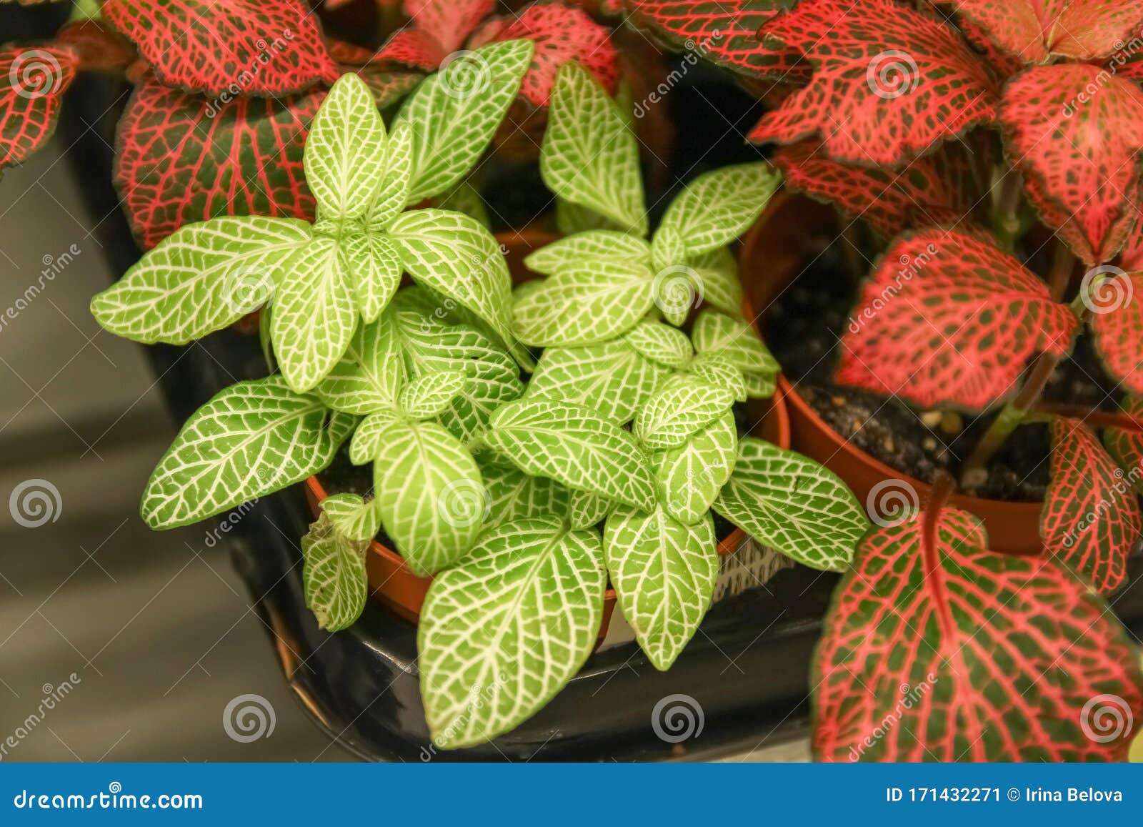 盆栽中绿叶红叶的植物 种植家庭植物 花卉种植和园艺的概念库存图片 图片包括有耕种 花卉 盆栽中绿叶红叶的植物 种植家庭植物 花卉种植和园艺的概念库存图片 图片包括有耕种 花卉