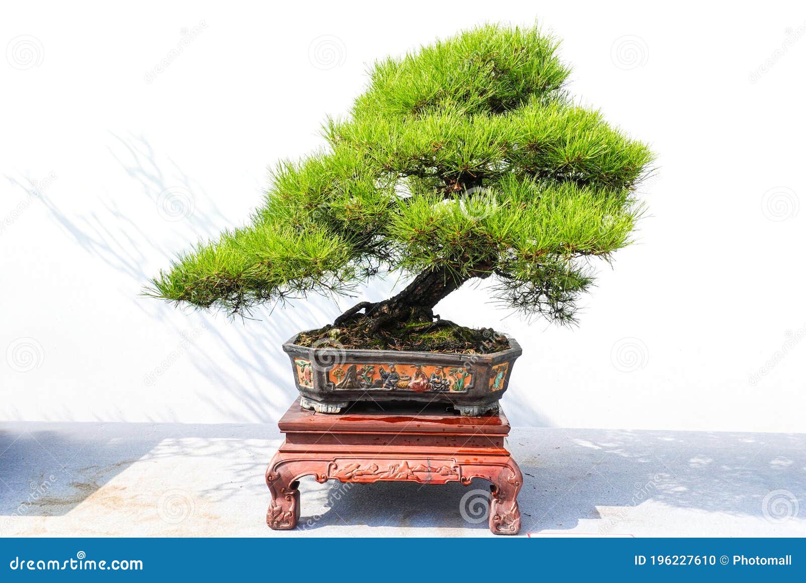 盆栽松树盆景库存照片 图片包括有推车 韩国 艺术性 表示 查出 秋海棠 创建 背包