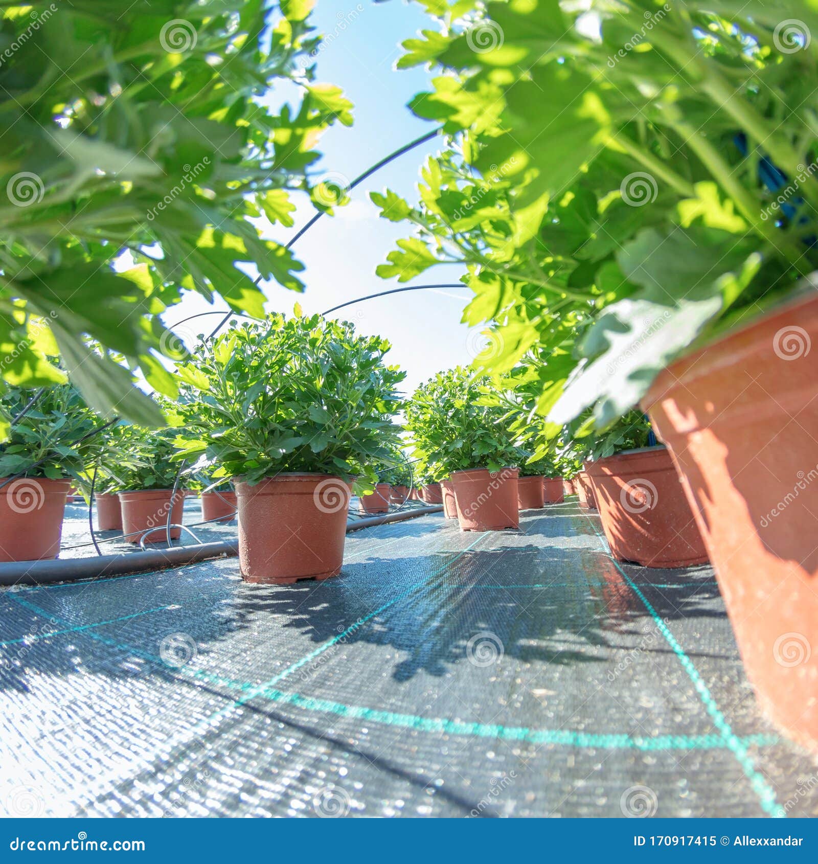 盆栽植物近身室外花盆植物苗圃库存图片 图片包括有线路 庭院 自然 从事园艺 耕种 行业 盆栽植物近身室外花盆植物苗圃库存图片 图片包括有线路 庭院 自然 从事园艺 耕种 行业