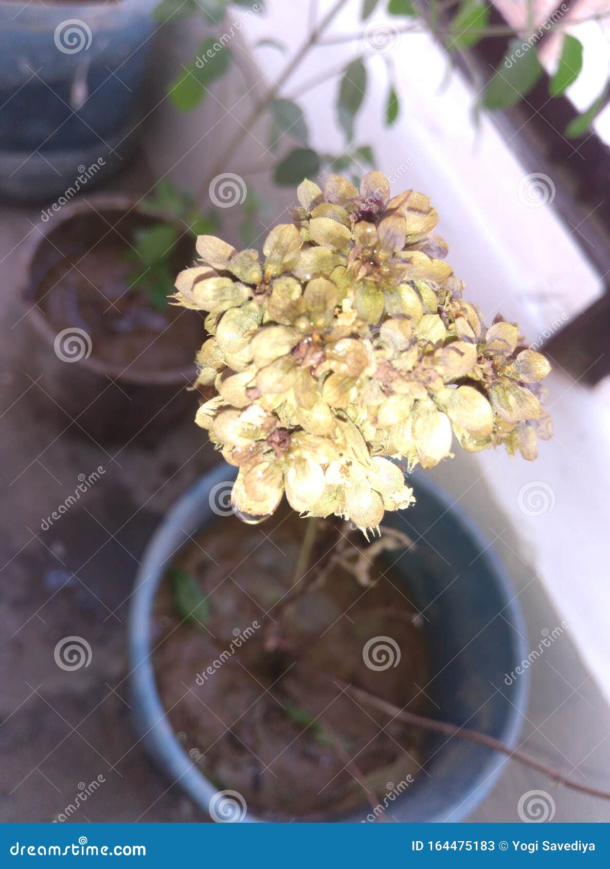 盆栽珍花植物库存图片 图片包括有盆栽珍花植物