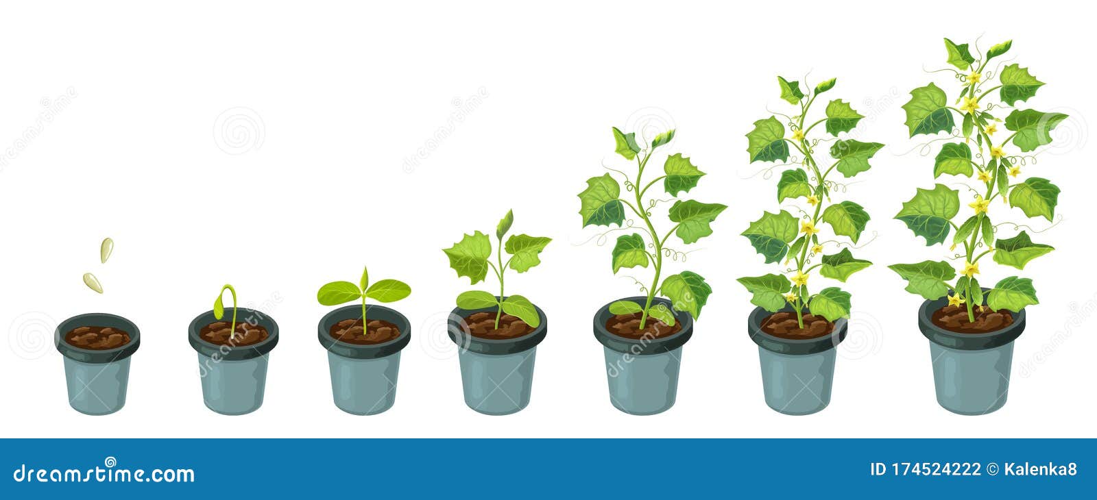 盆栽黄瓜从种子到开花成熟的黄瓜生长阶段健康植物生命的矢量图库存例证 插画包括有从事园艺 演变 盆栽黄瓜从种子到开花成熟的黄瓜生长阶段健康植物生命的矢量图库存例证 插画包括有从事园艺 演变