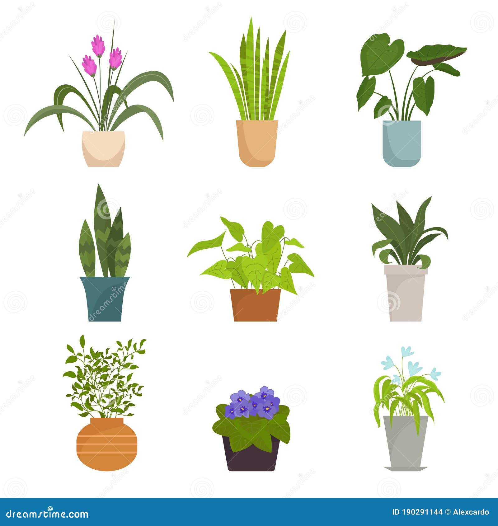 盆栽 室内收藏花鲜艳的紫色花瓣绿色圆叶细长粉红色芽向量例证 插画包括有设计 仙人掌 图象