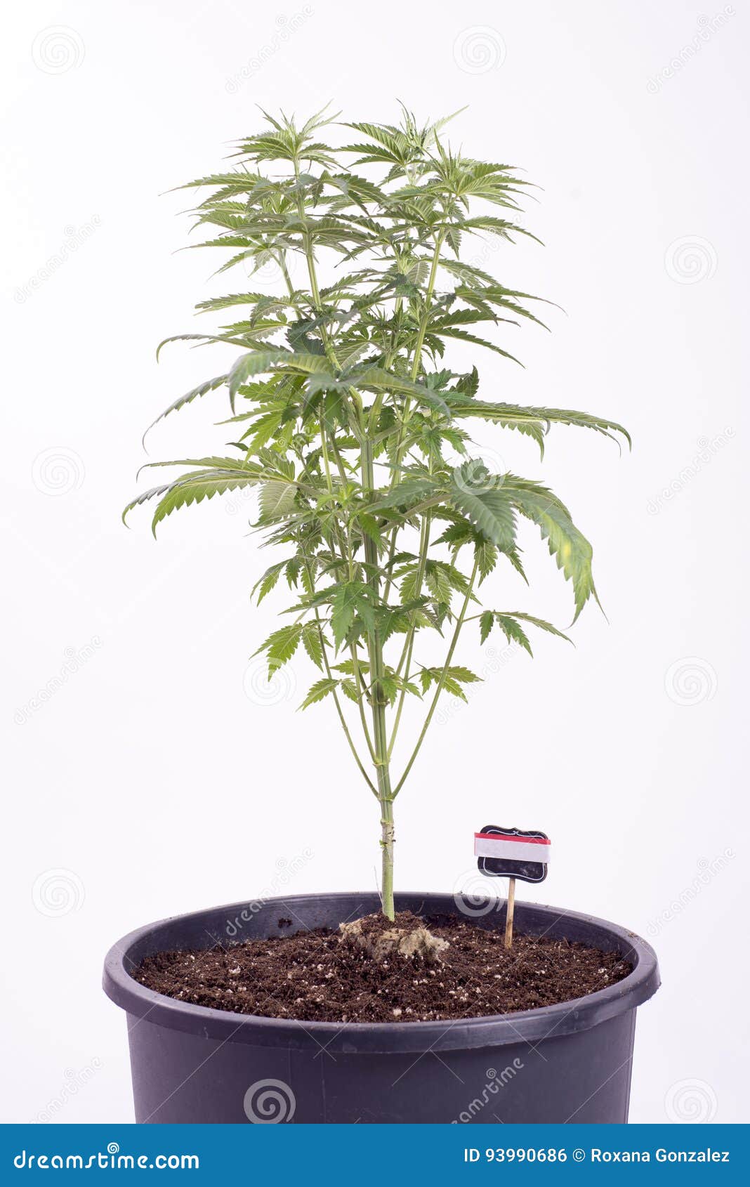 盆的大麻植物成长被隔绝的第5个星期库存照片 图片包括有 盆的大麻植物成长被隔绝的第5个星期库存照片 图片包括有