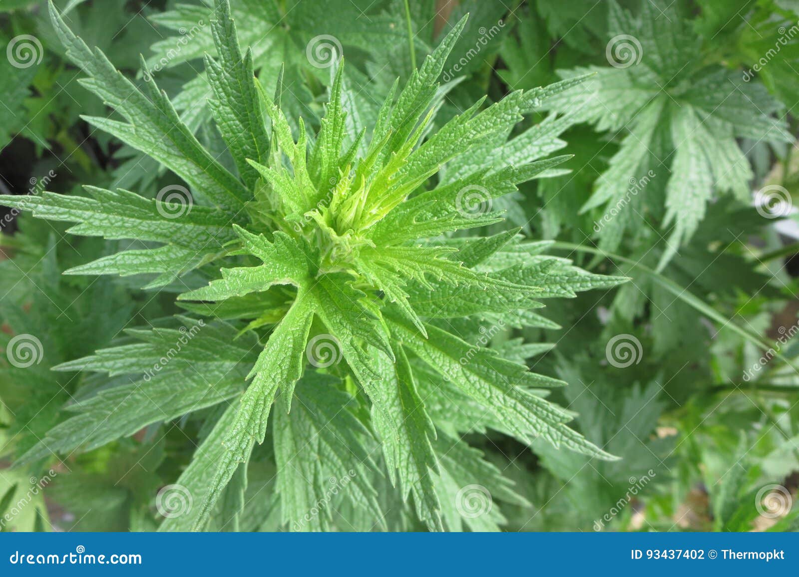 益母草叶子库存照片 图片包括有 益母草叶子库存照片 图片包括有