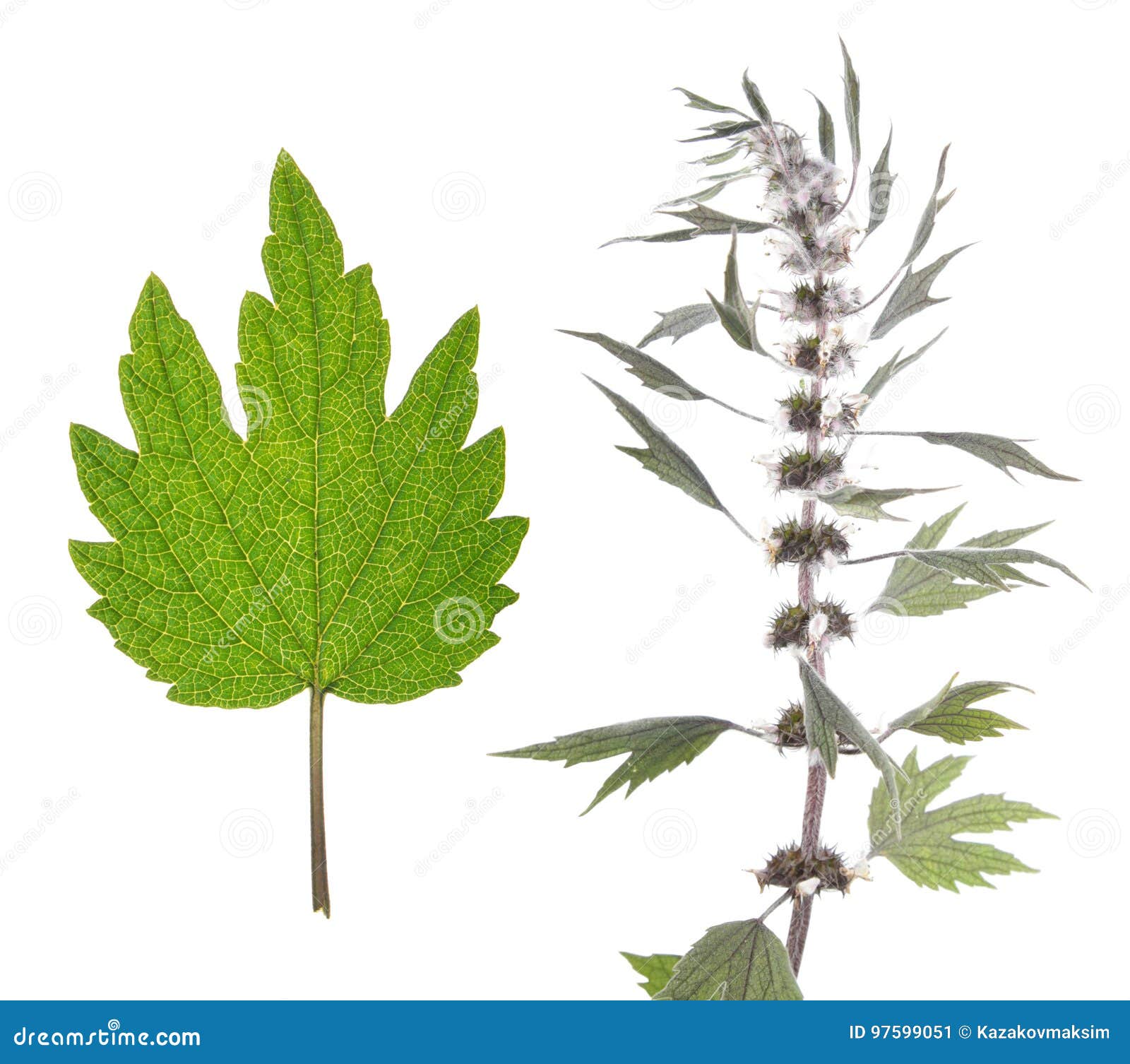 益母草在白色背景和绿色叶子隔绝的益母草属植物库存图片 图片包括有 益母草在白色背景和绿色叶子隔绝的益母草属植物库存图片 图片包括有