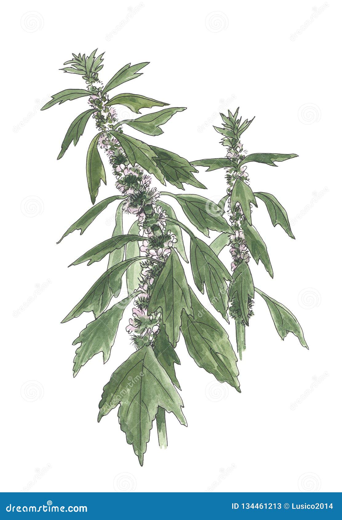 益母草的植物的例证库存图片 图片包括有 益母草的植物的例证库存图片 图片包括有
