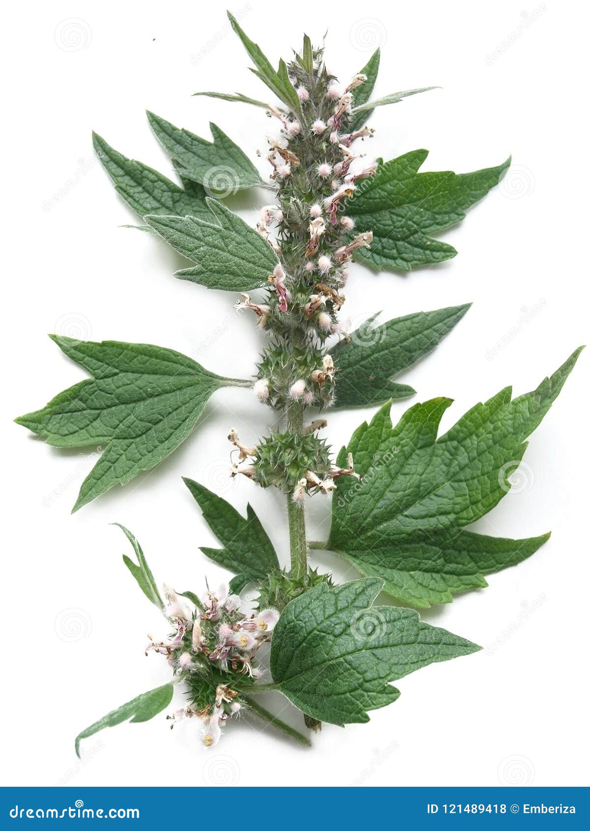 益母草益母草属cardiaca 库存照片 图片包括有 益母草益母草属cardiaca 库存照片 图片包括有