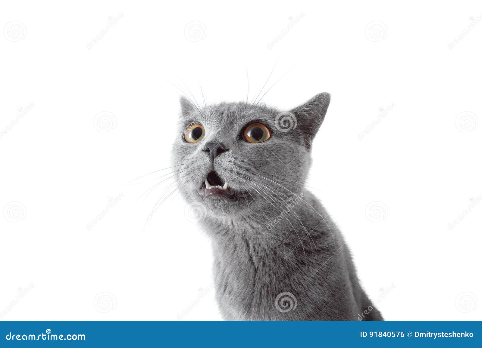 看照相机的灰色猫背景查出的白色库存照片 图片包括有敌意 友好 小猫 国内 交配动物者 表达式 看照相机的灰色猫背景查出的白色库存照片 图片包括有敌意 友好 小猫 国内 交配动物者 表达式