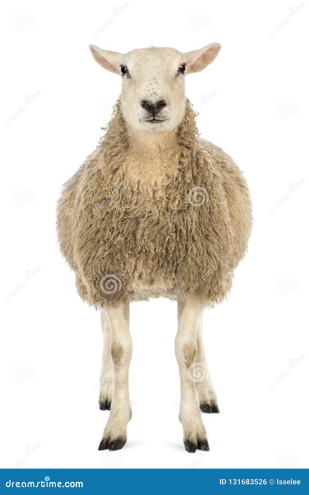 看照相机的绵羊的正面图反对白色背景库存照片 图片包括有背包 空白 射击 外出 哺乳动物