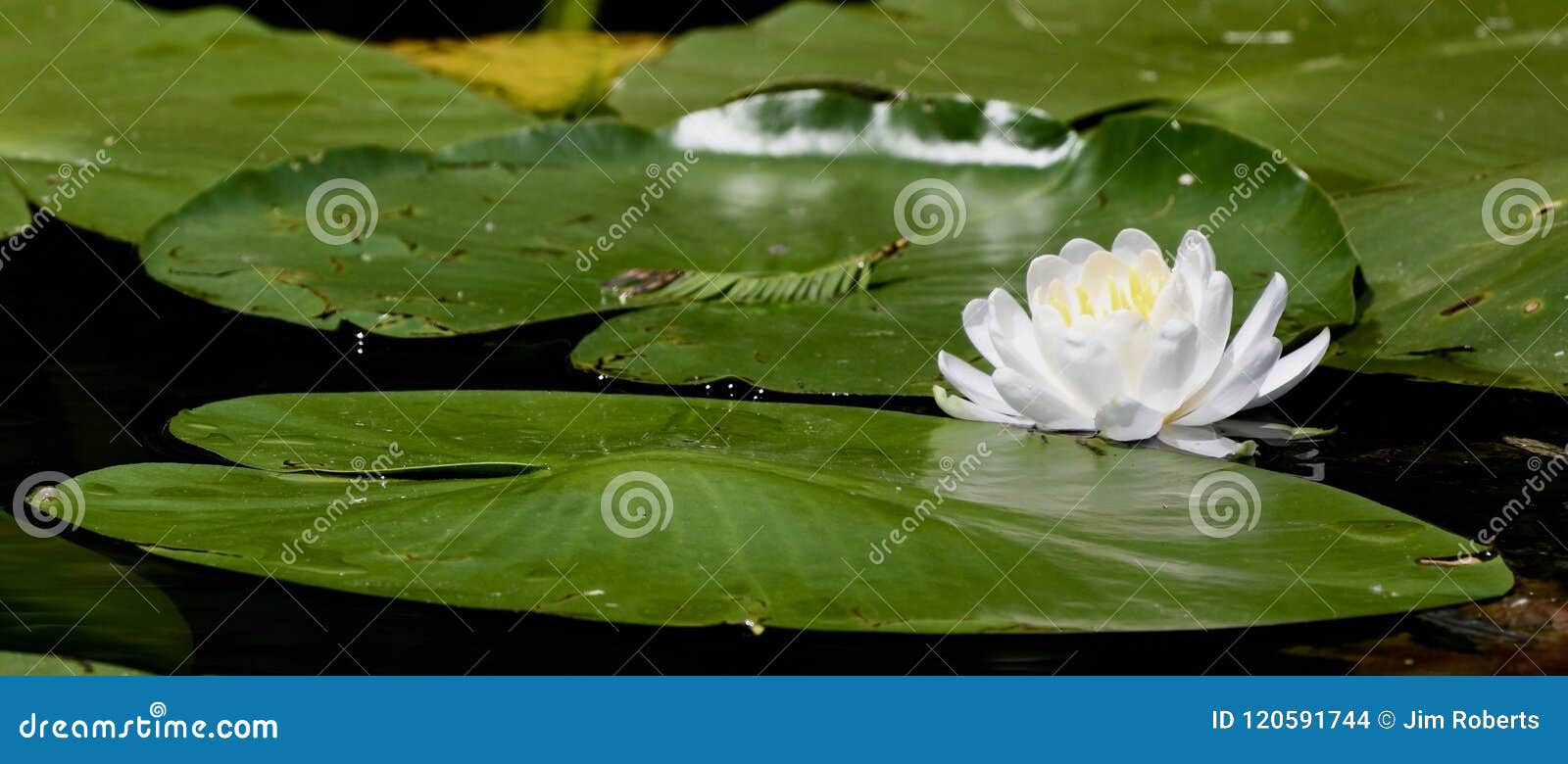 睡莲叶和荷花库存照片 图片包括有 睡莲叶和荷花库存照片 图片包括有