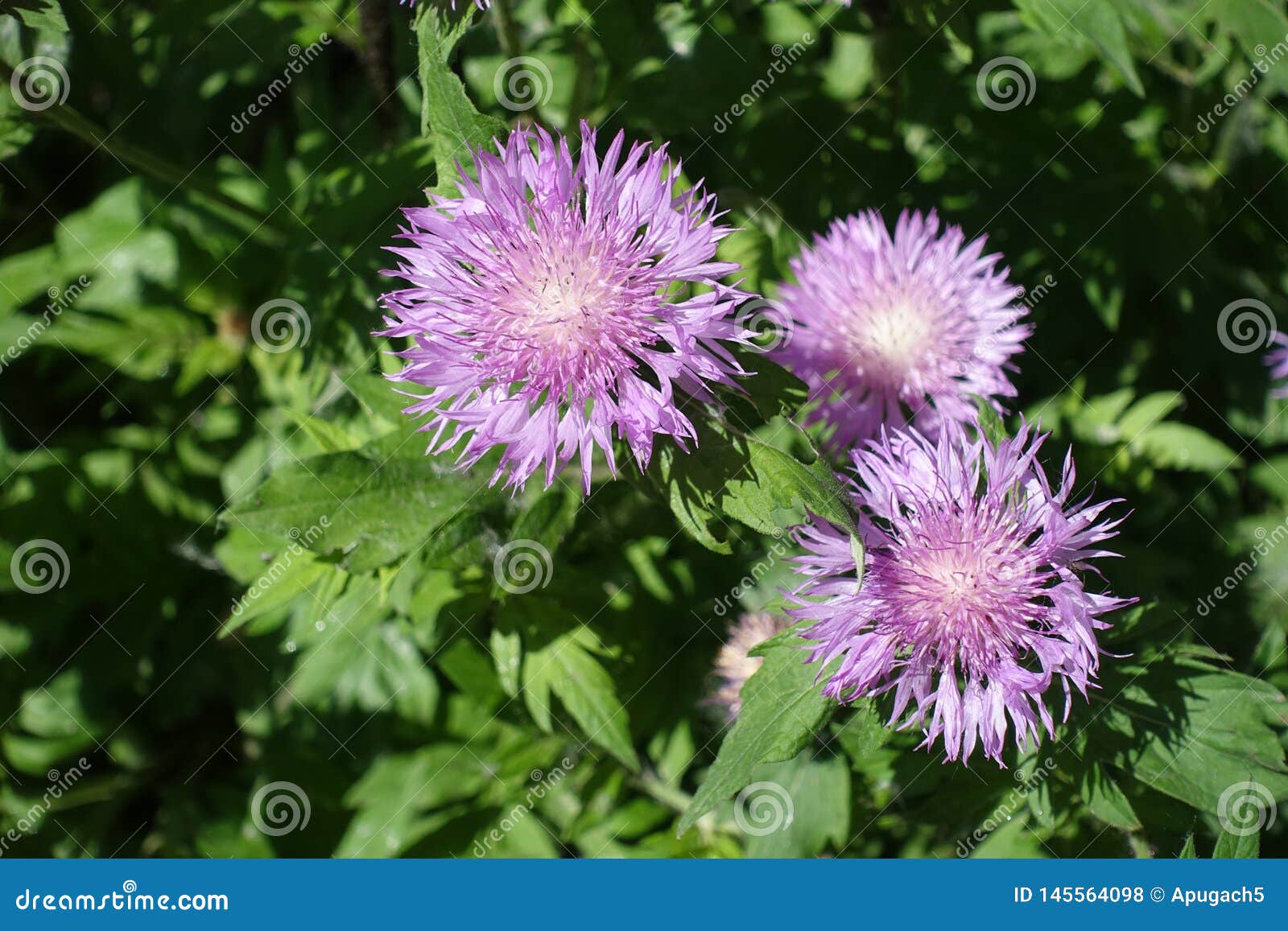 矢车菊dealbata三淡紫色flowerheads在5月库存照片 图片包括有花期 花瓣