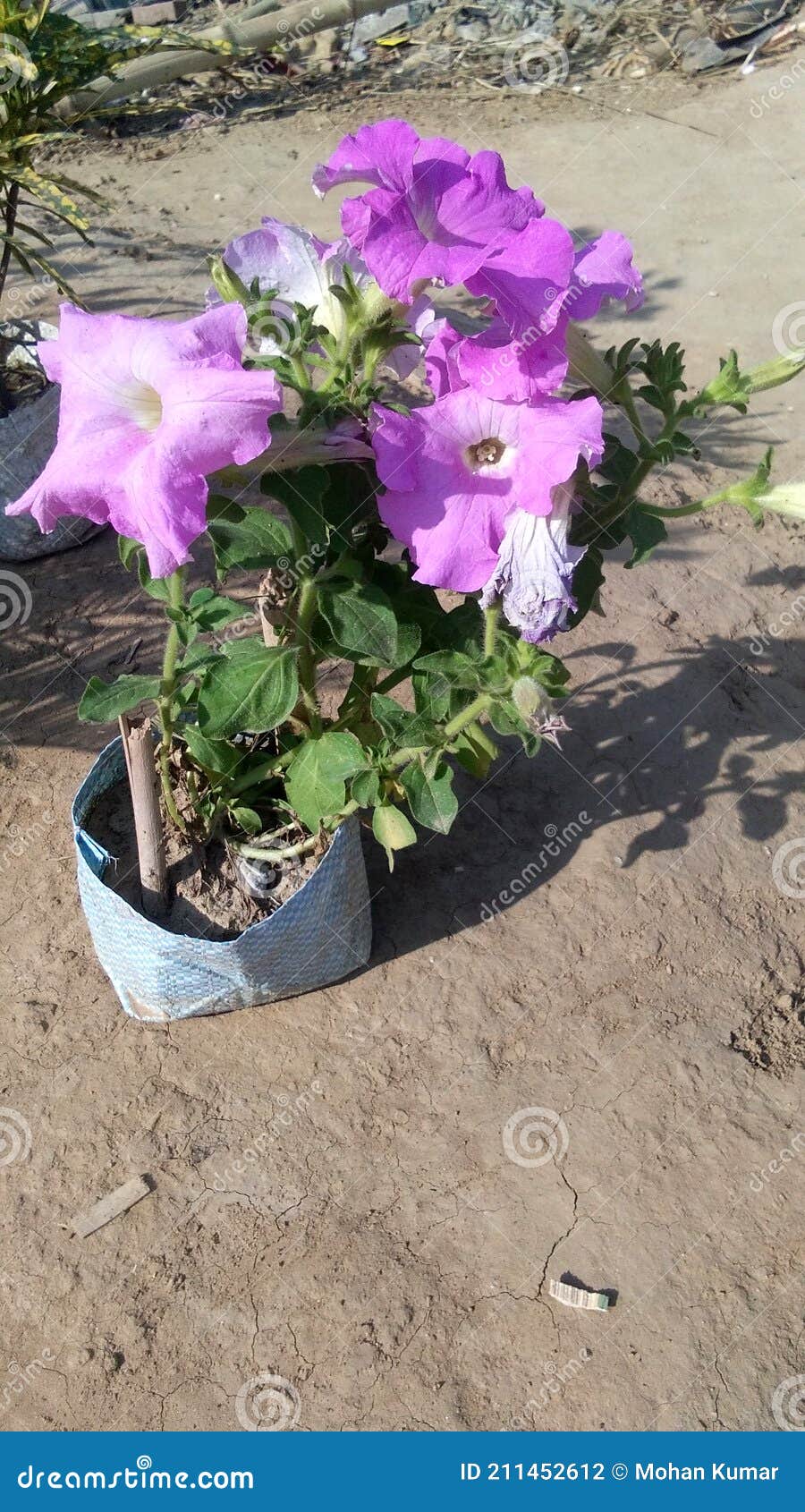 矮牵牛花在我的花园里库存照片 图片包括有紫罗兰色 颜色 空白 喇叭花 组合 贝尔斯登 矮牵牛花在我的花园里库存照片 图片包括有紫罗兰色 颜色 空白 喇叭花 组合 贝尔斯登