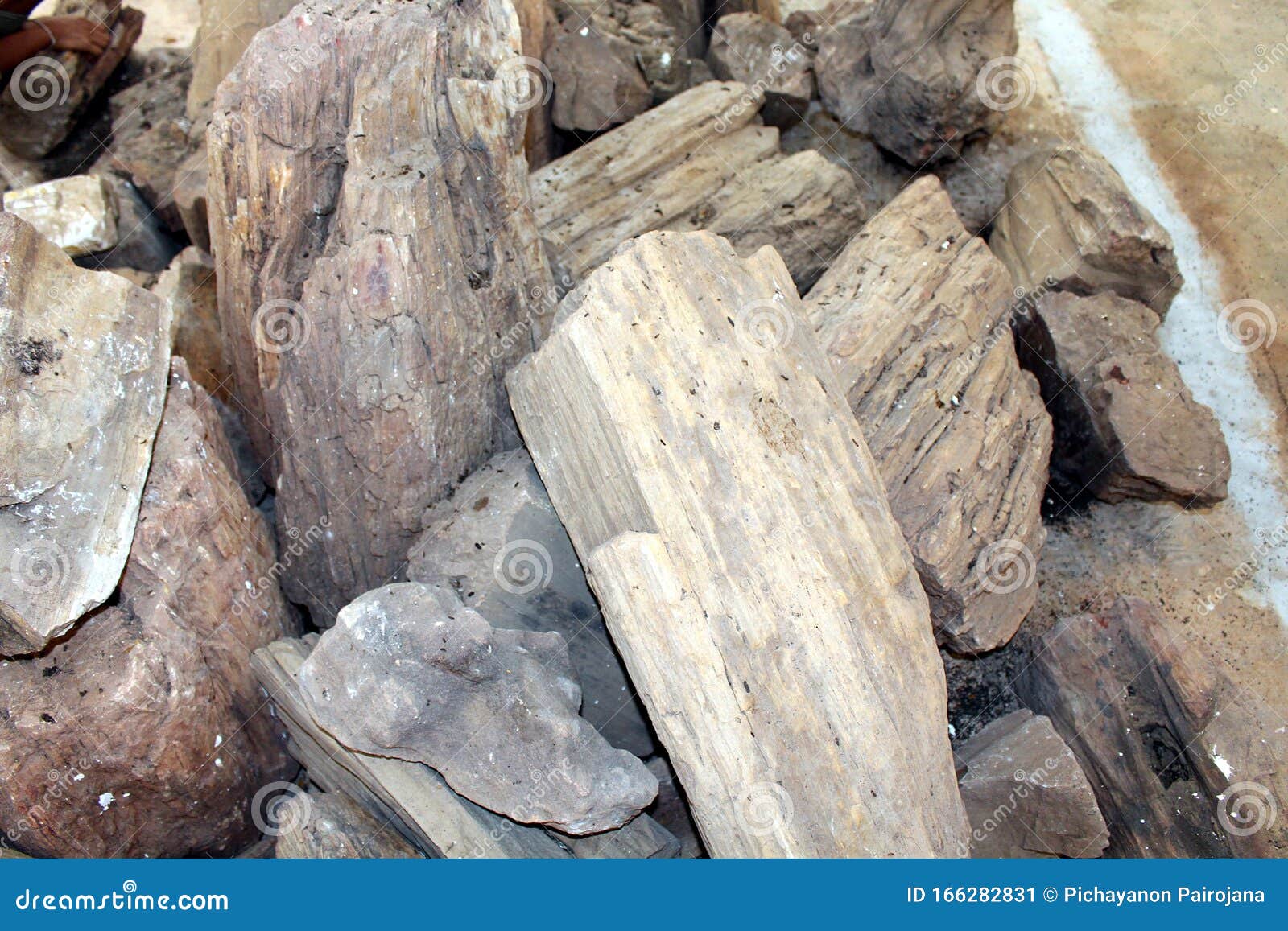 石化木编辑类照片 图片包括有困难 泰国 木头 本质 纹理 结构树 没人 自然 横向